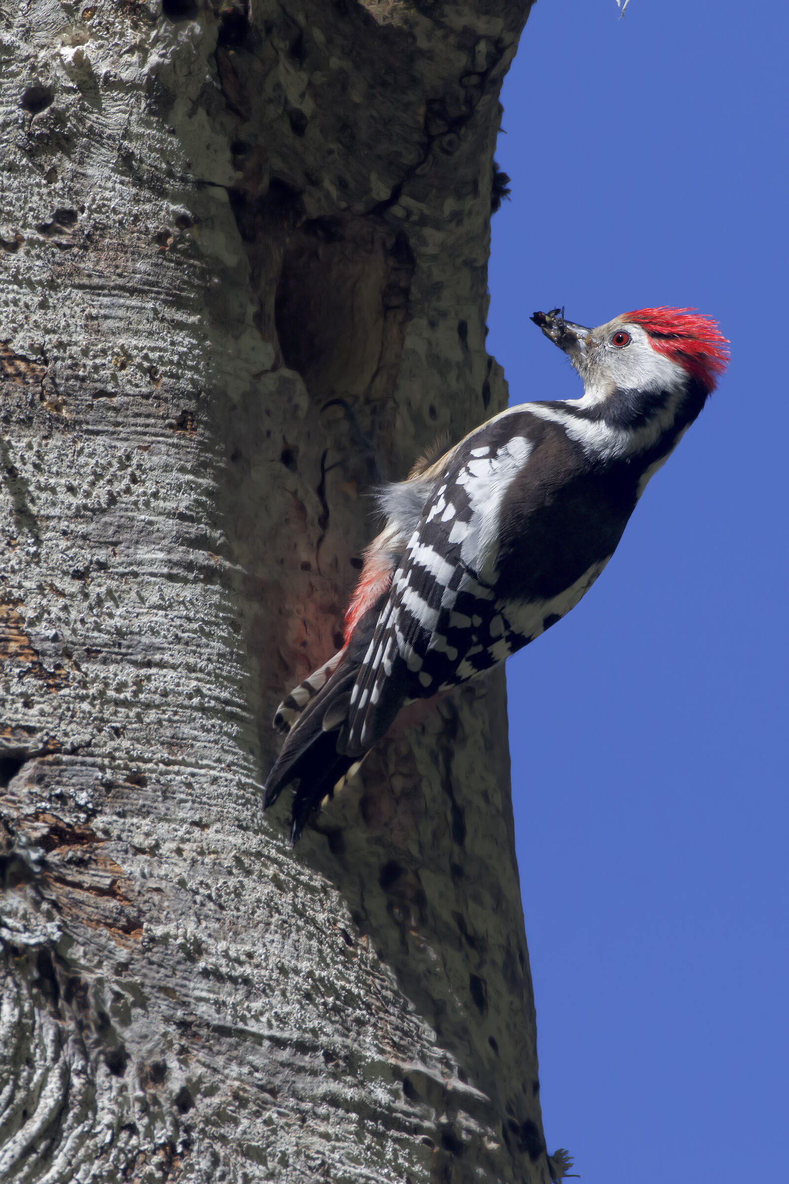 Male white-backed woodpecker