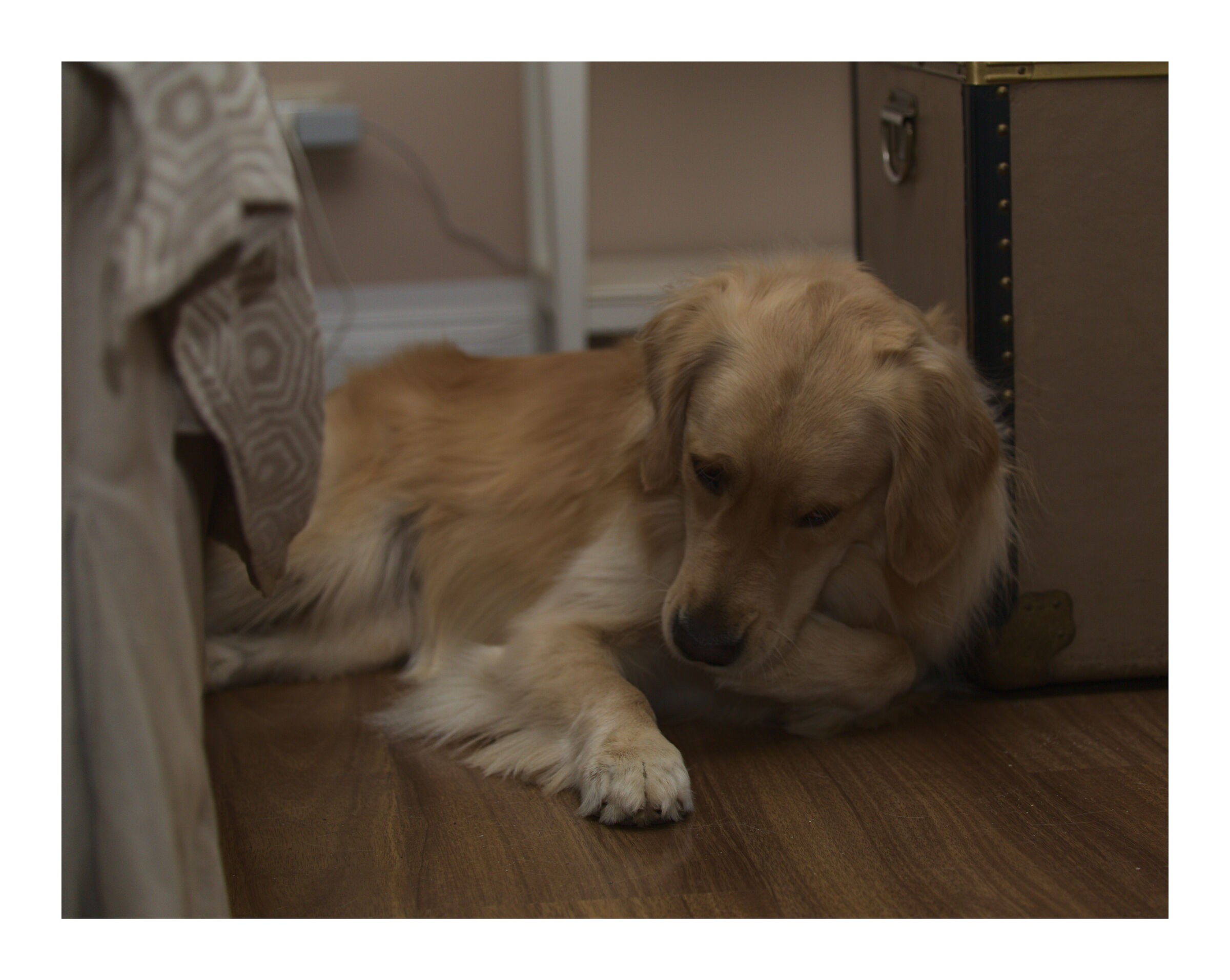 Melody #13. Mmmmh, come mi piace la mia zampa....