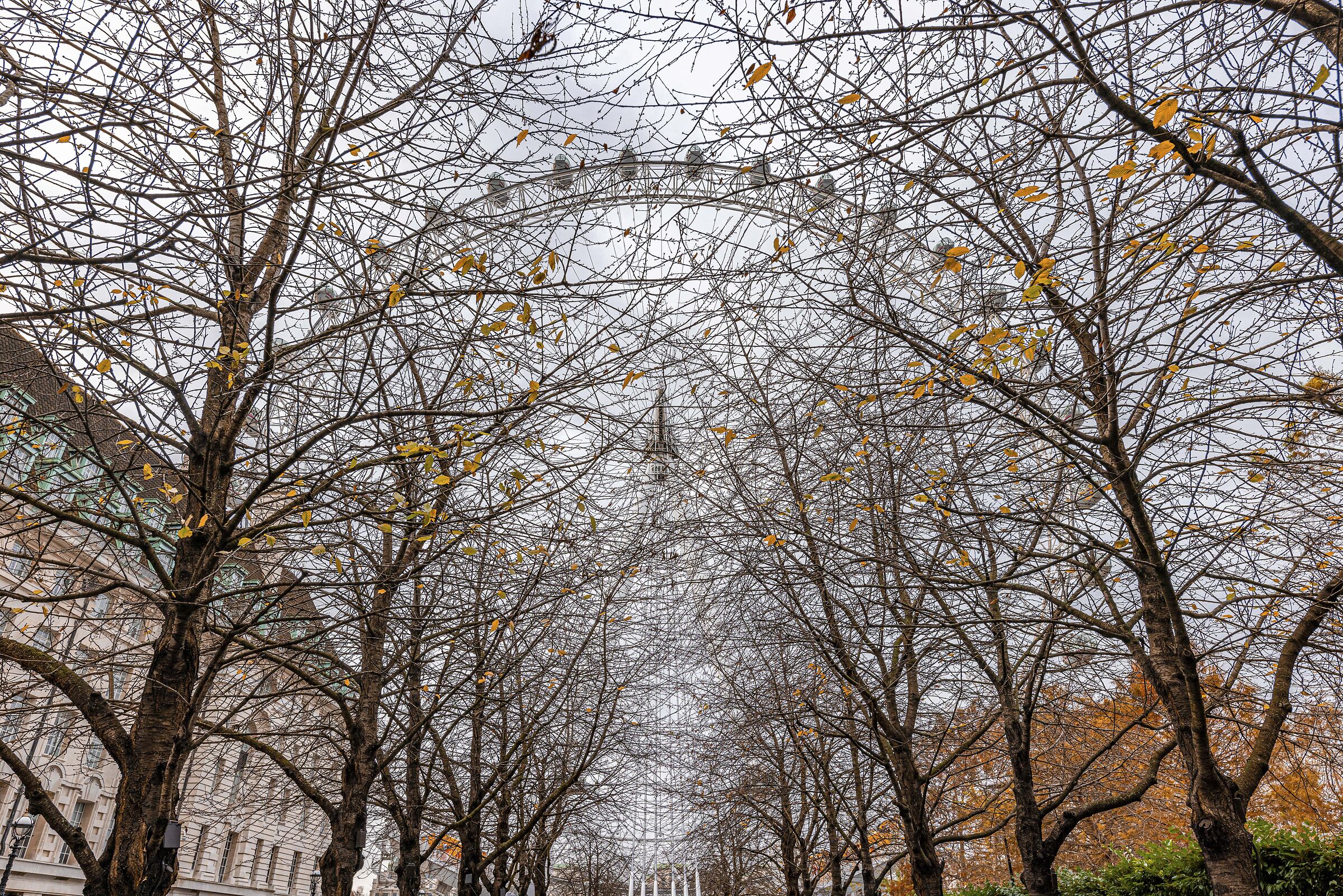 The Eye through the trees