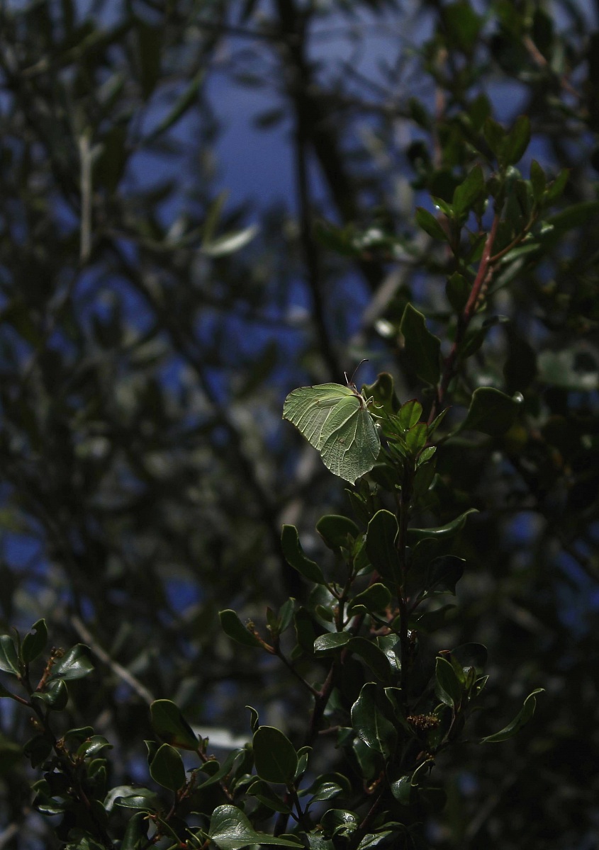 Piccole ali di libertà