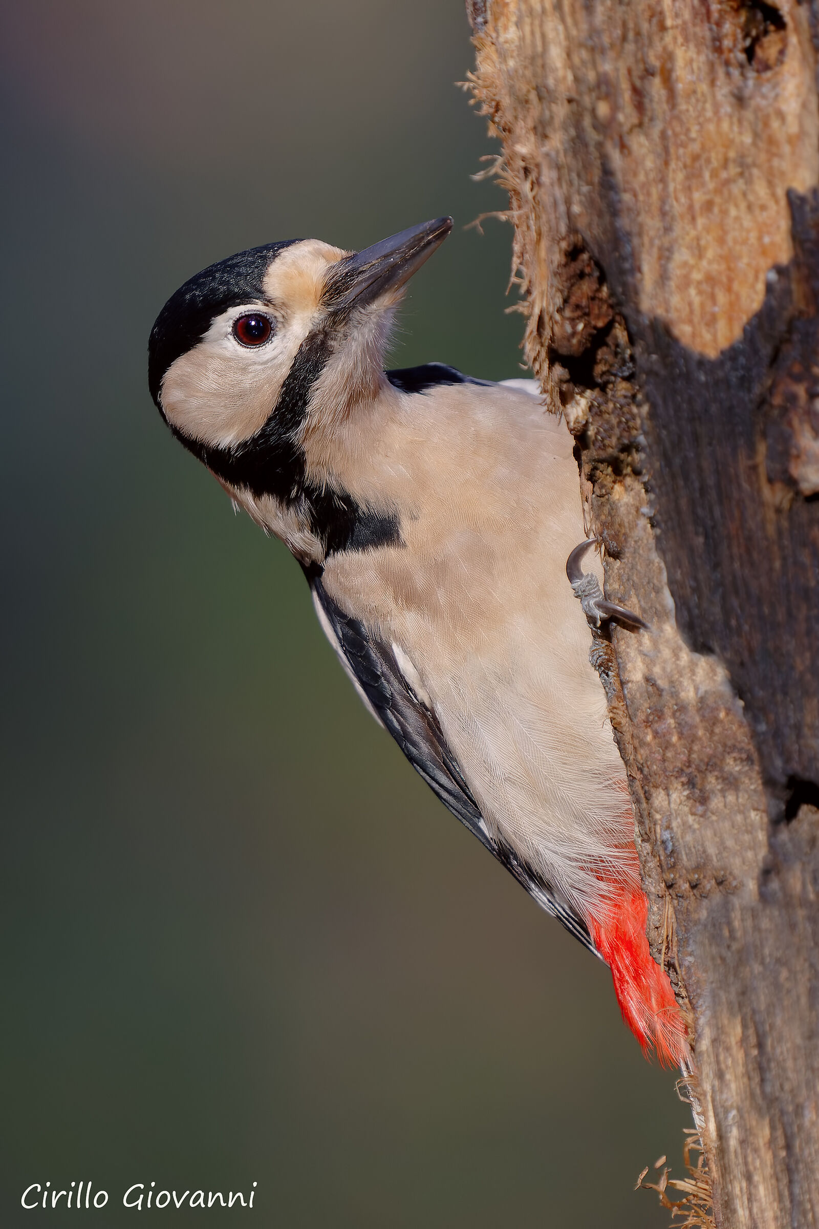Picchio rosso maggiore
