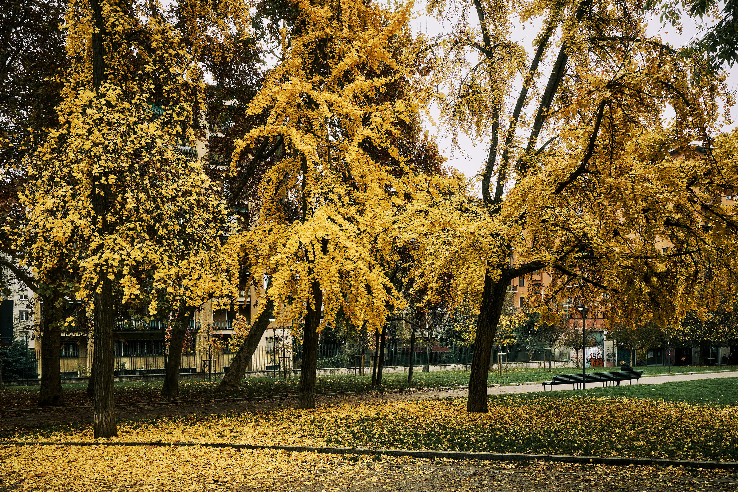 I doni autunnali del ginkgo biloba