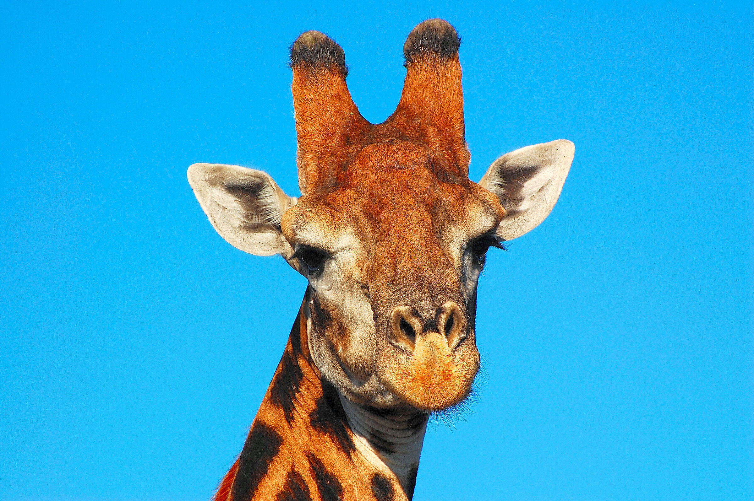 Botswana: sweet look