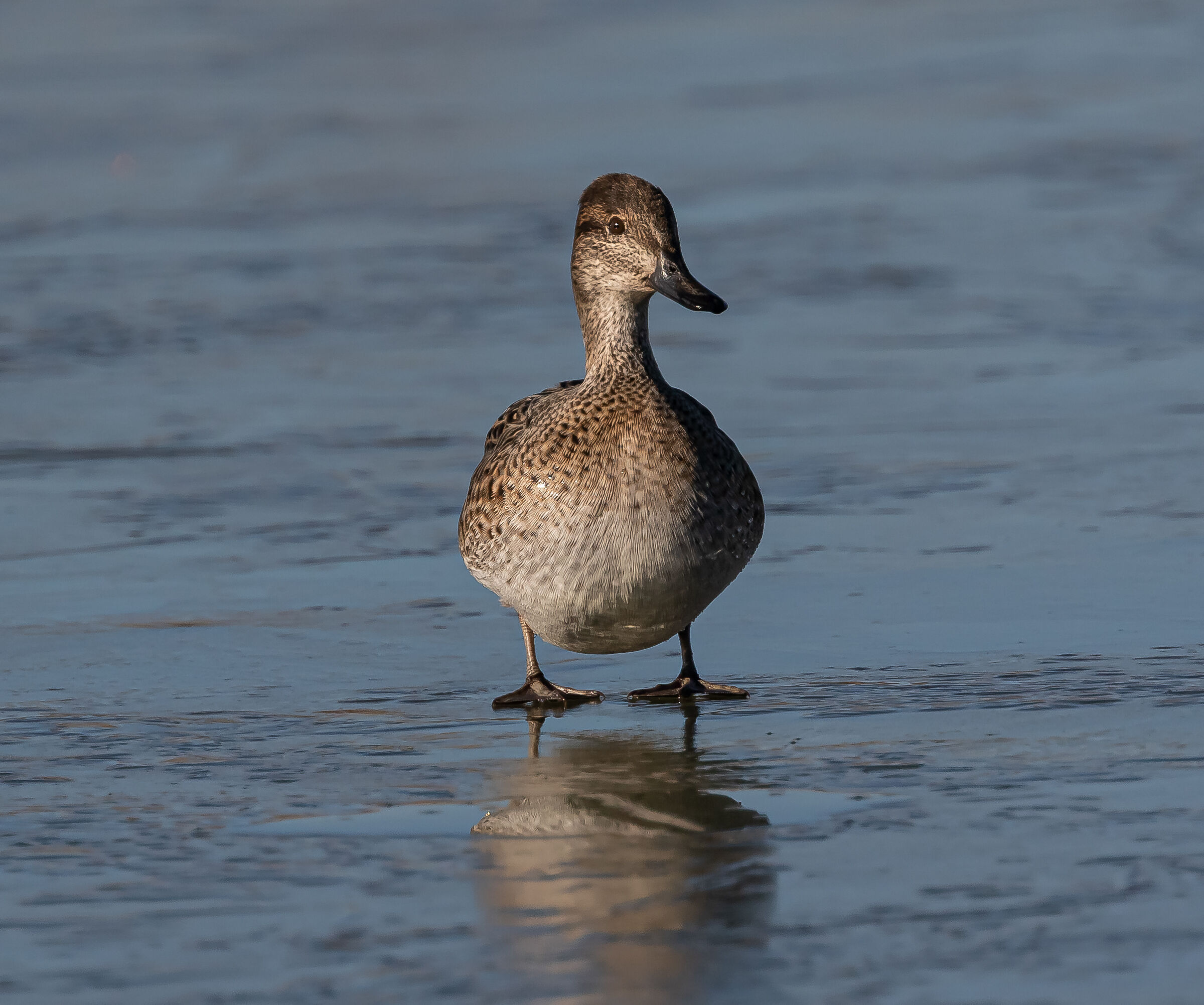 Alzavola sul ghiaccio