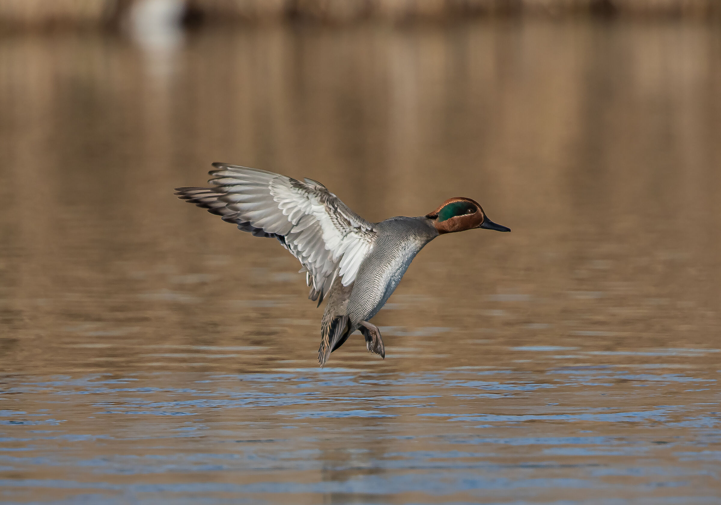 Speriamo non sia troppo fredda