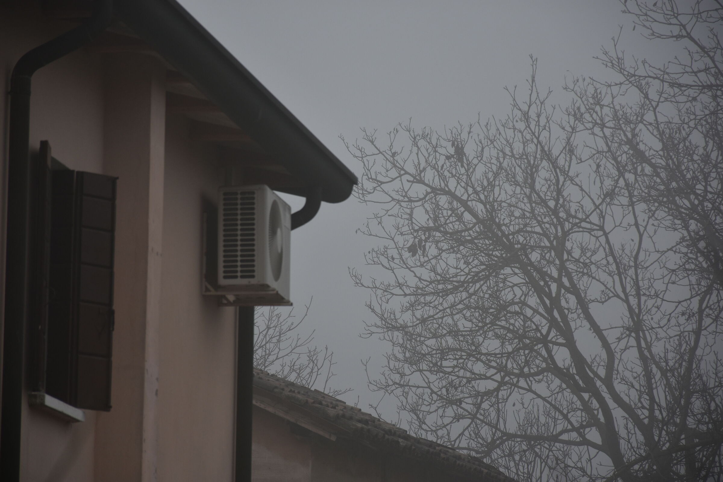 Cerco la specie del volatile