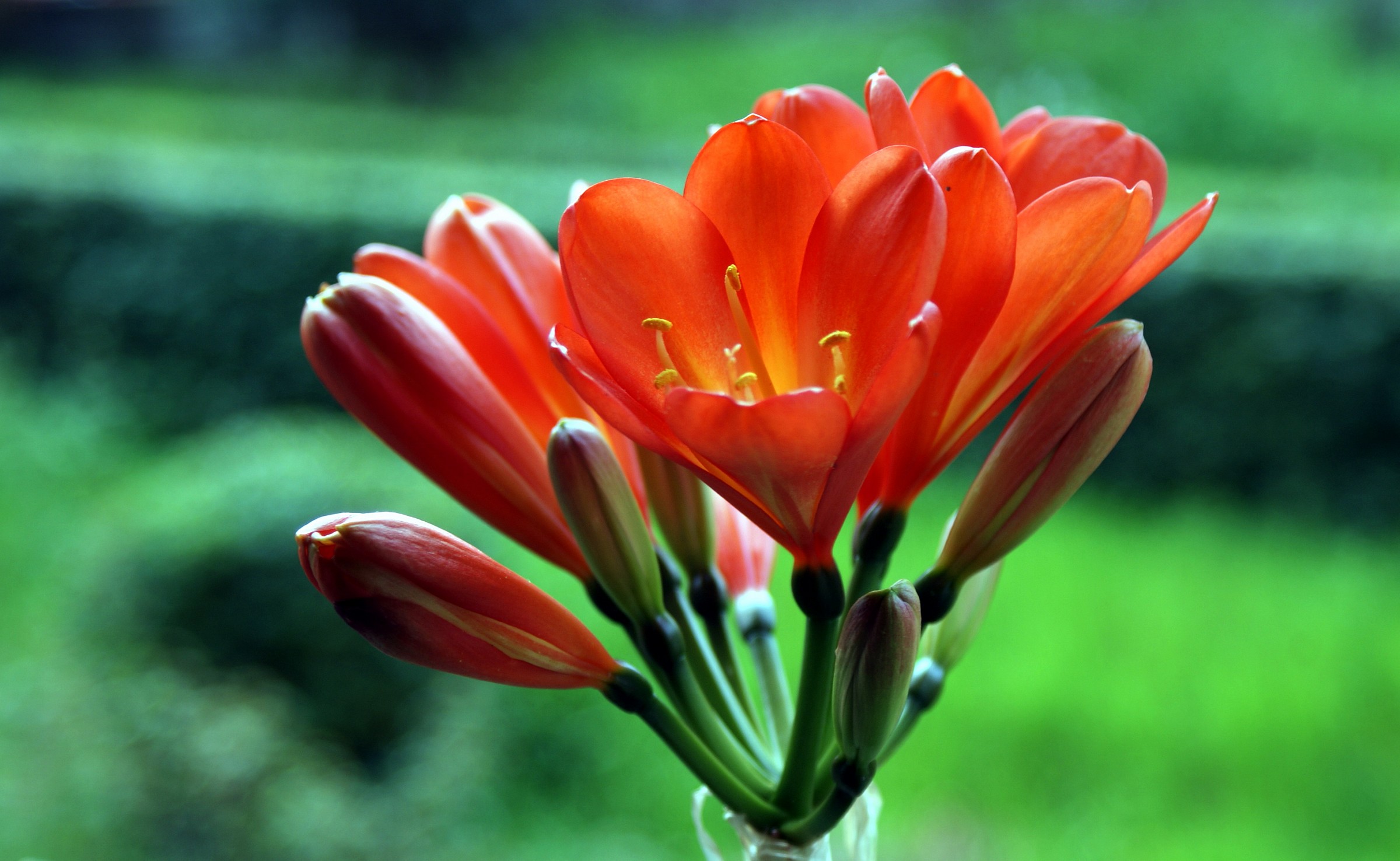 Clivia
