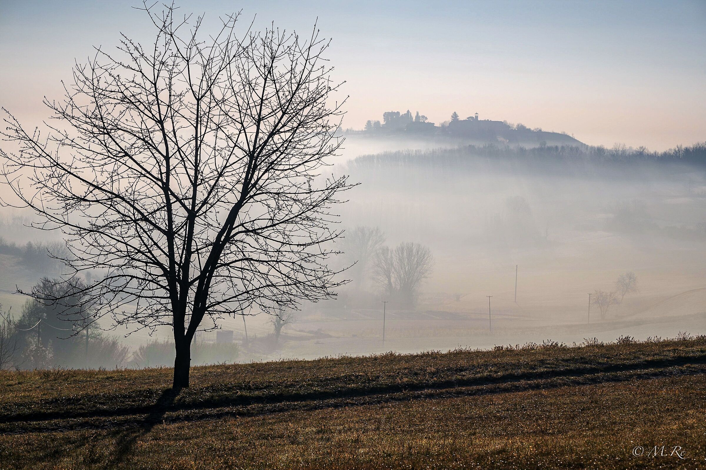 Brouillard et arbre