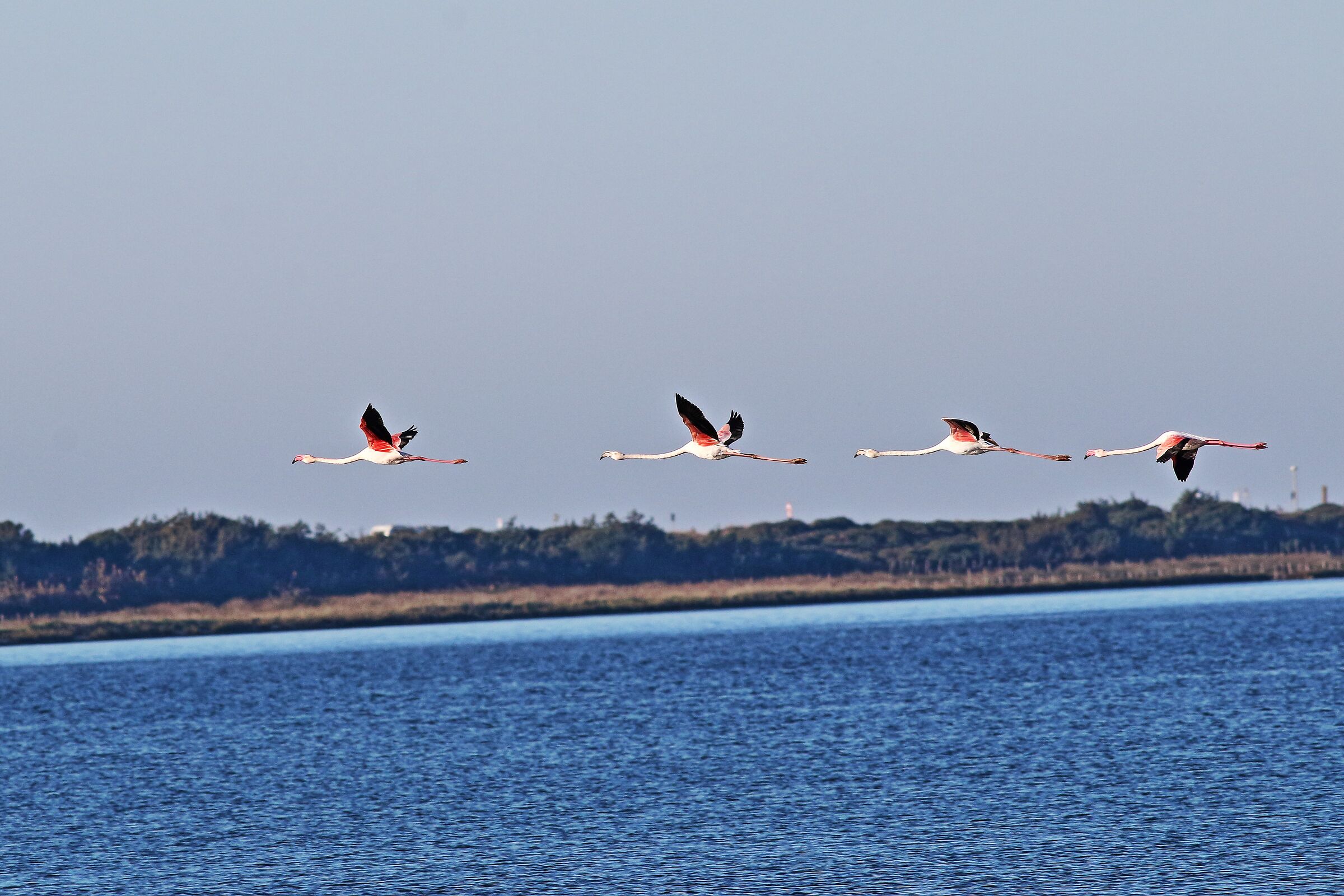 Flamingoes