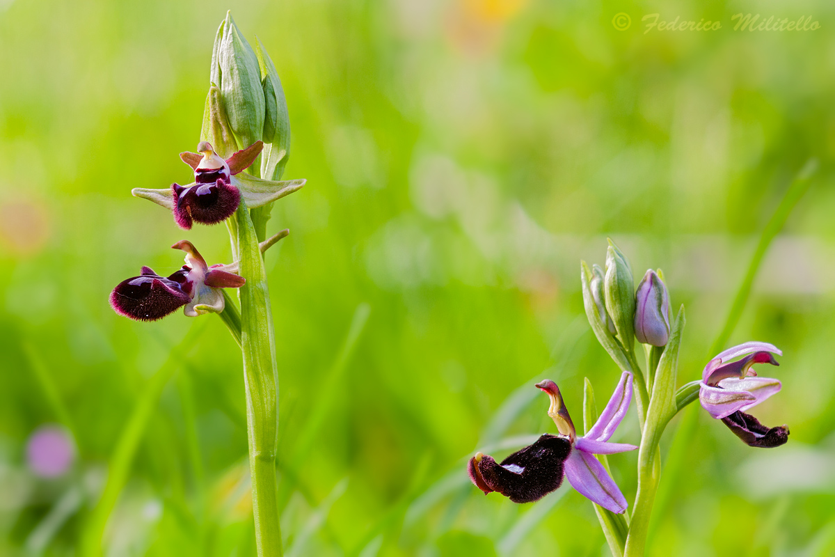 Ophrys incubator + ophrys bertoloni