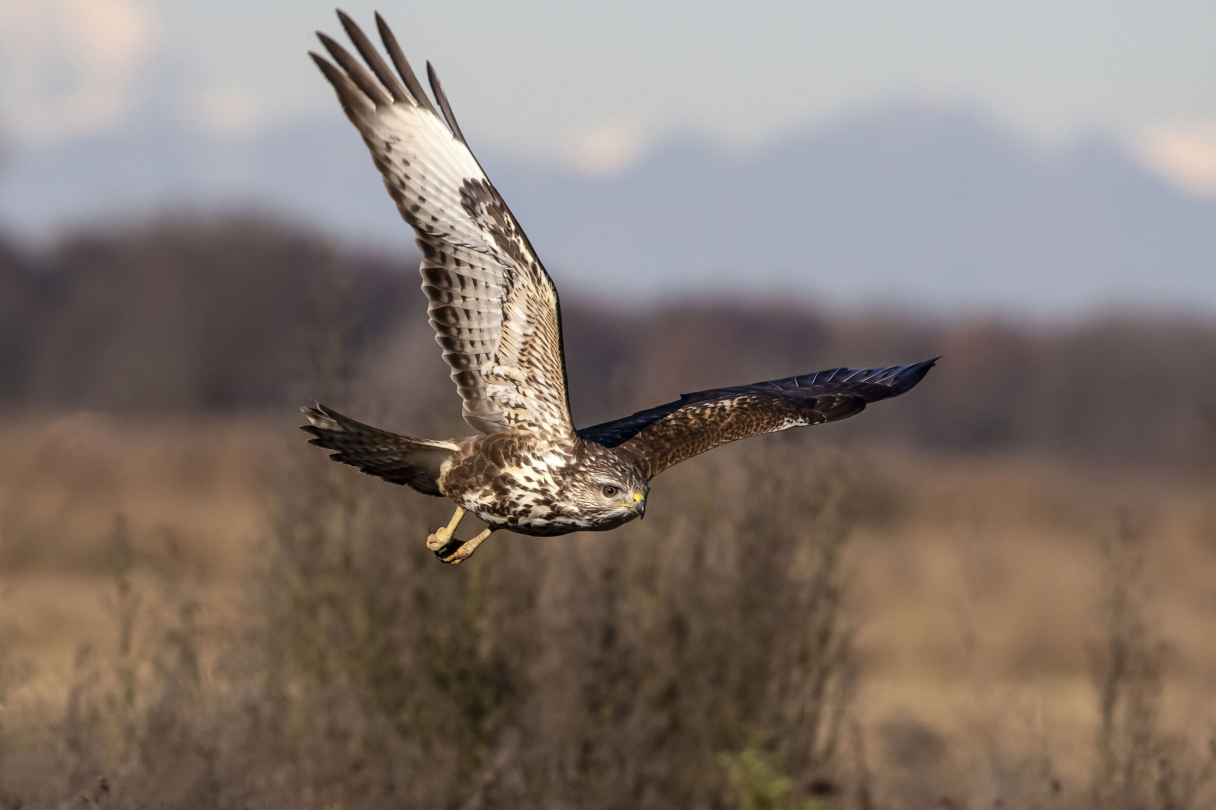 Buzzard