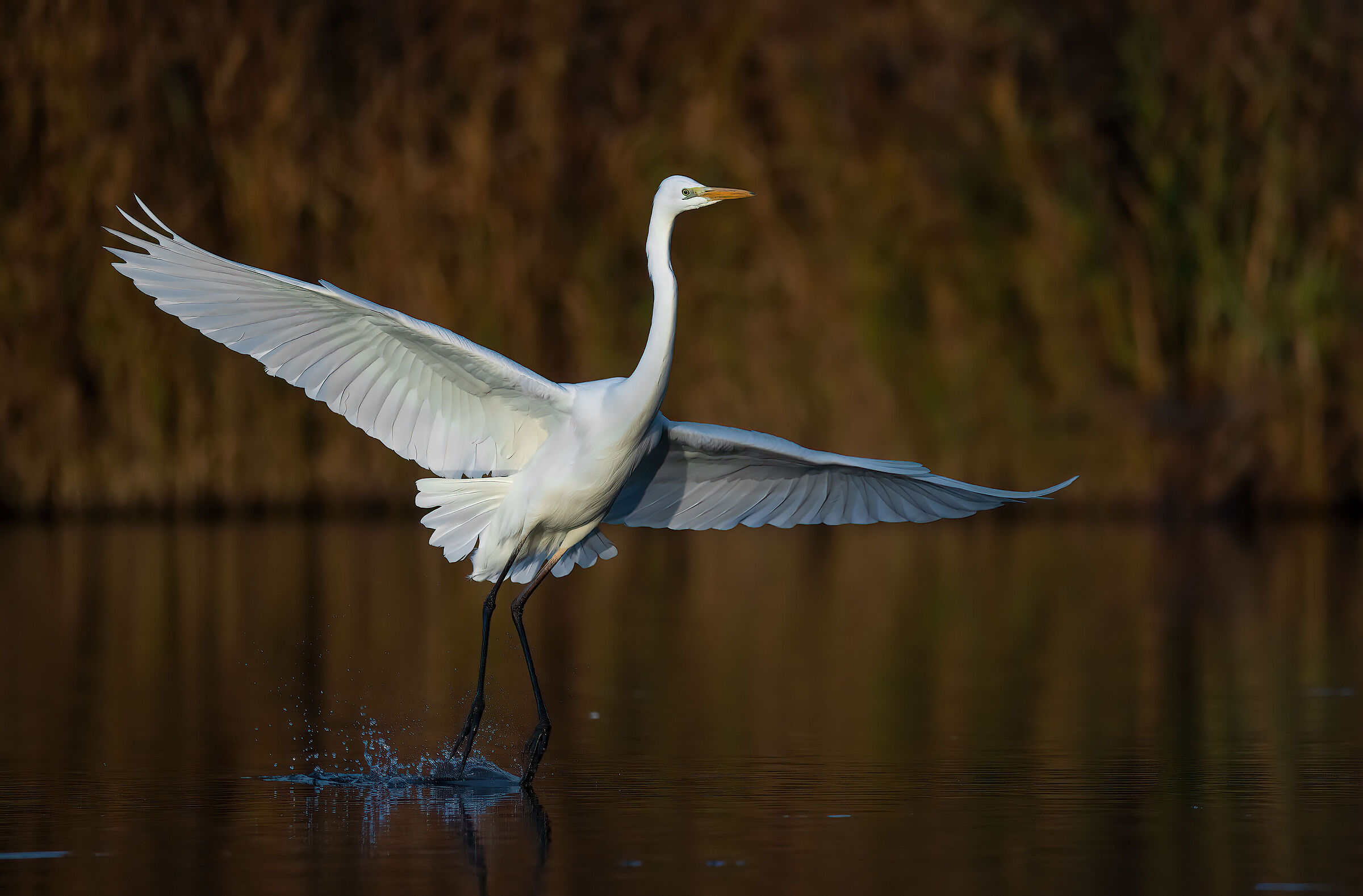 Airone bianco magiore