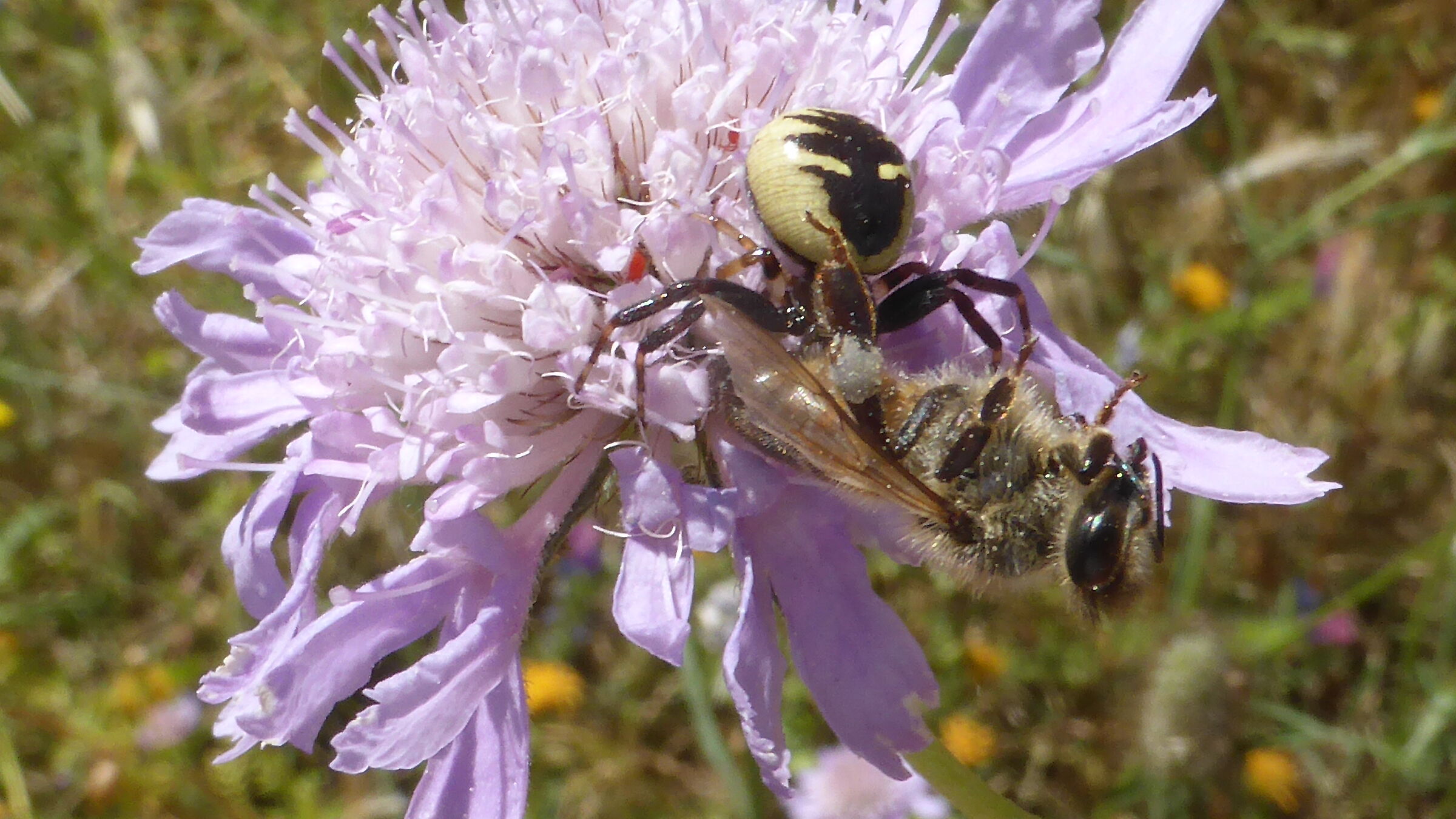 spider&bee