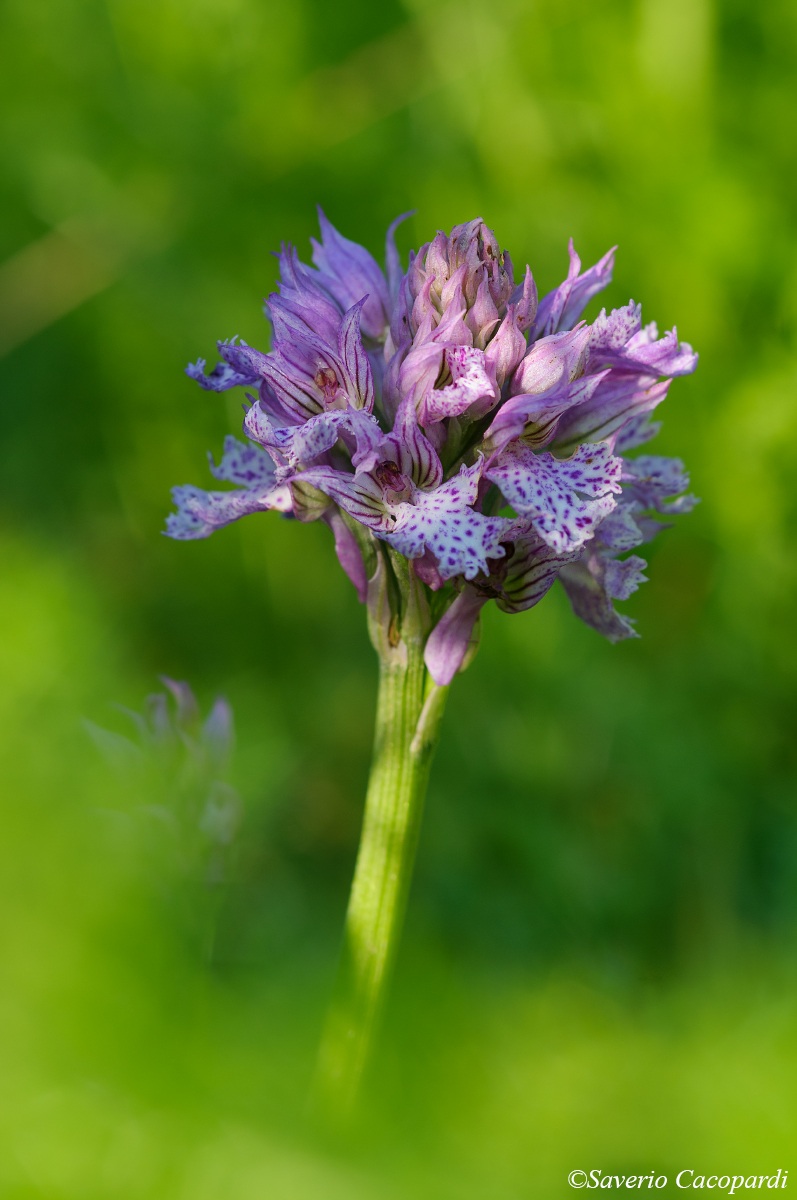 Orchis commutata