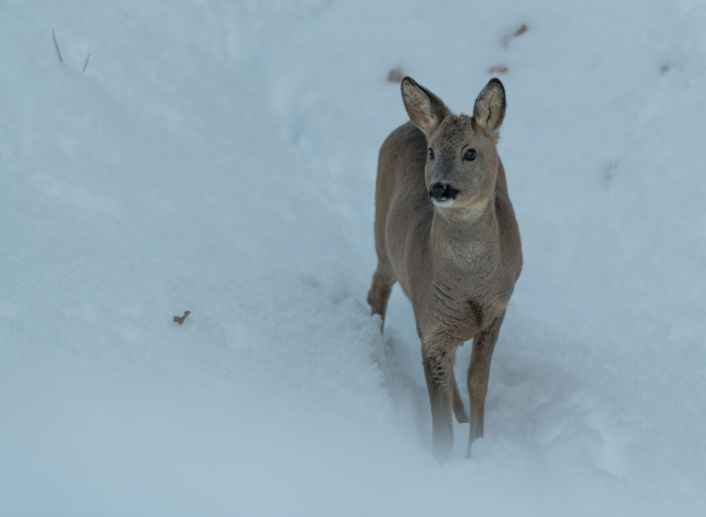 Capriolo sulla neve