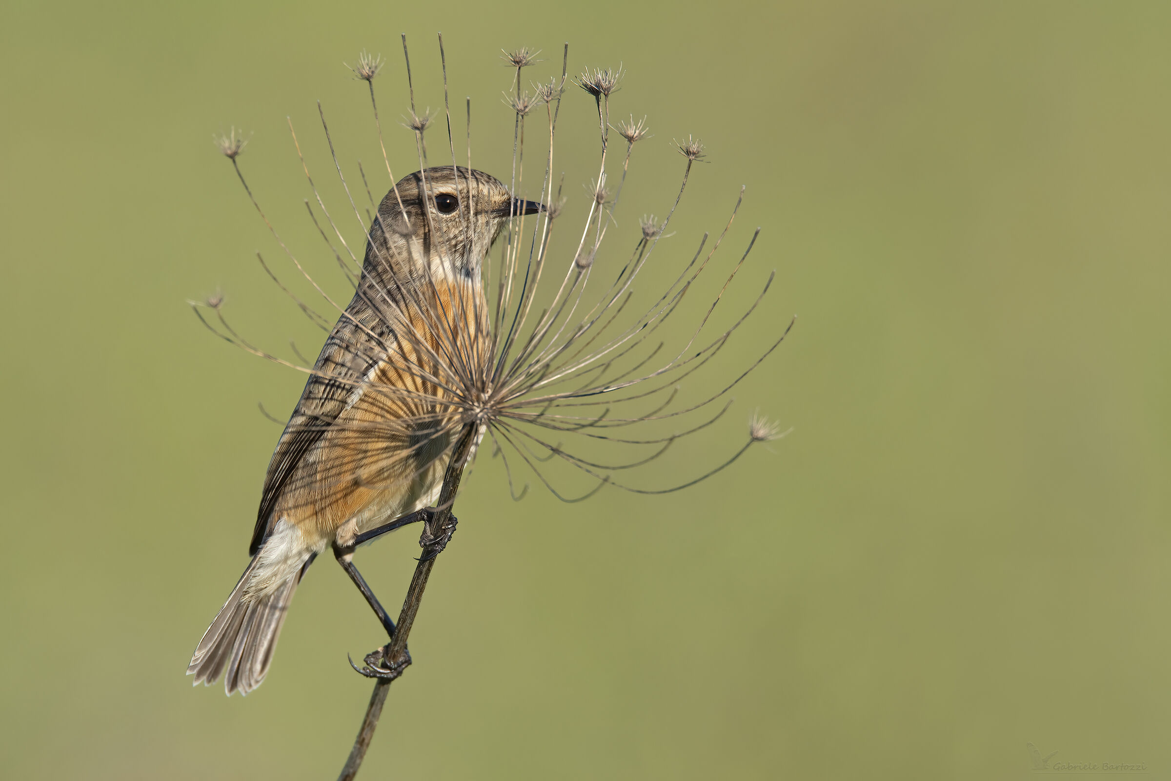 La "timida" saltimpala
