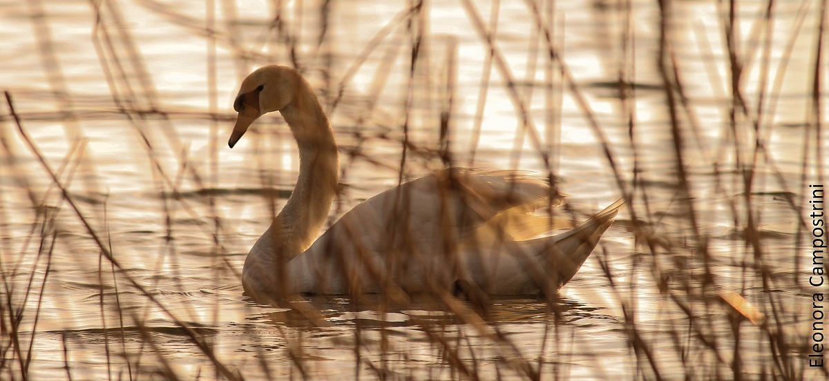 cigno nel canneto