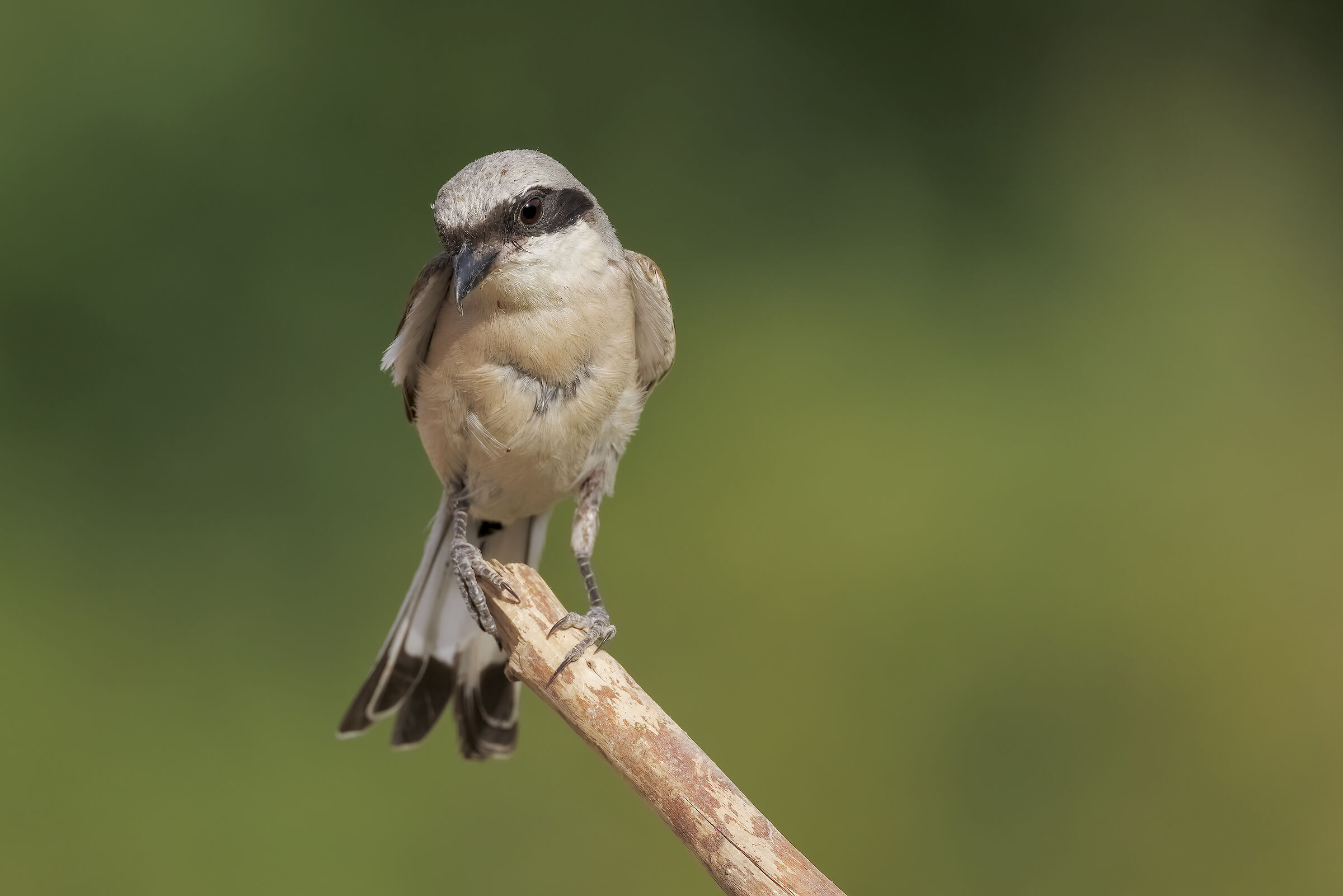 Small shrike (Lanius collurio)
