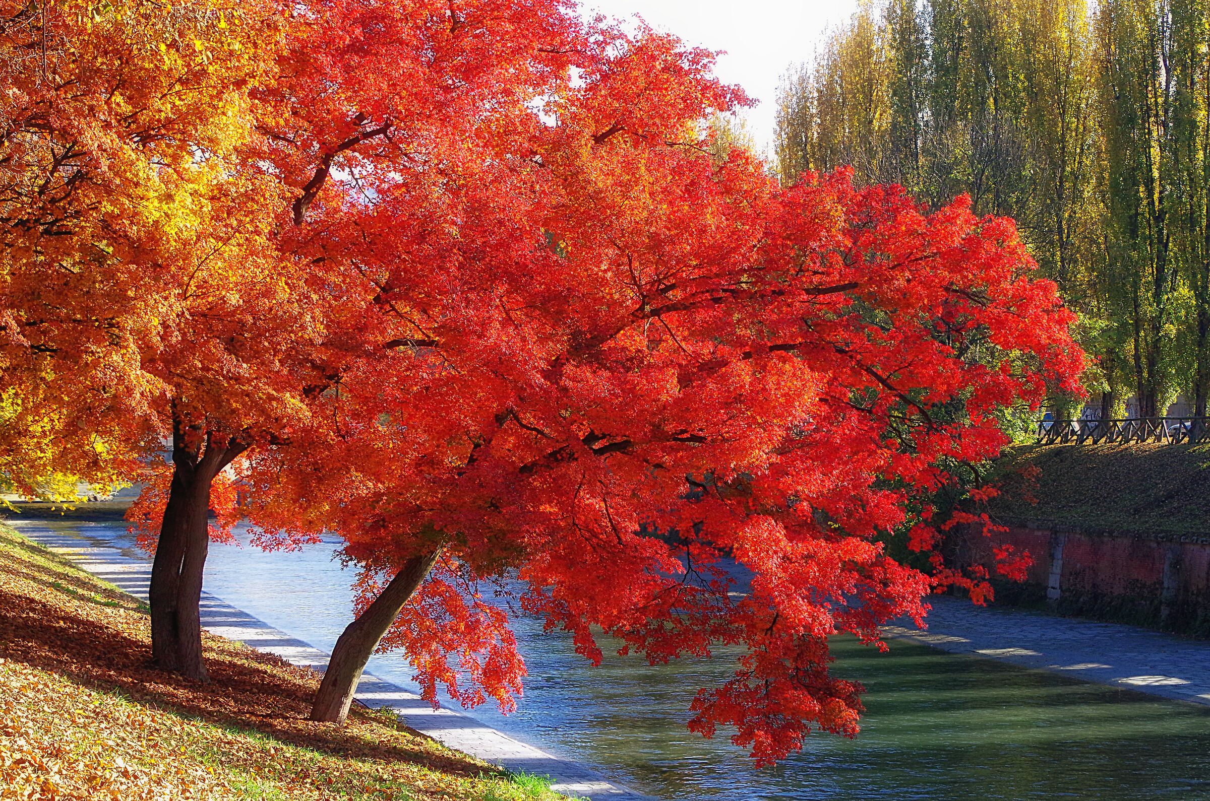 Foliage a Torino n. 1