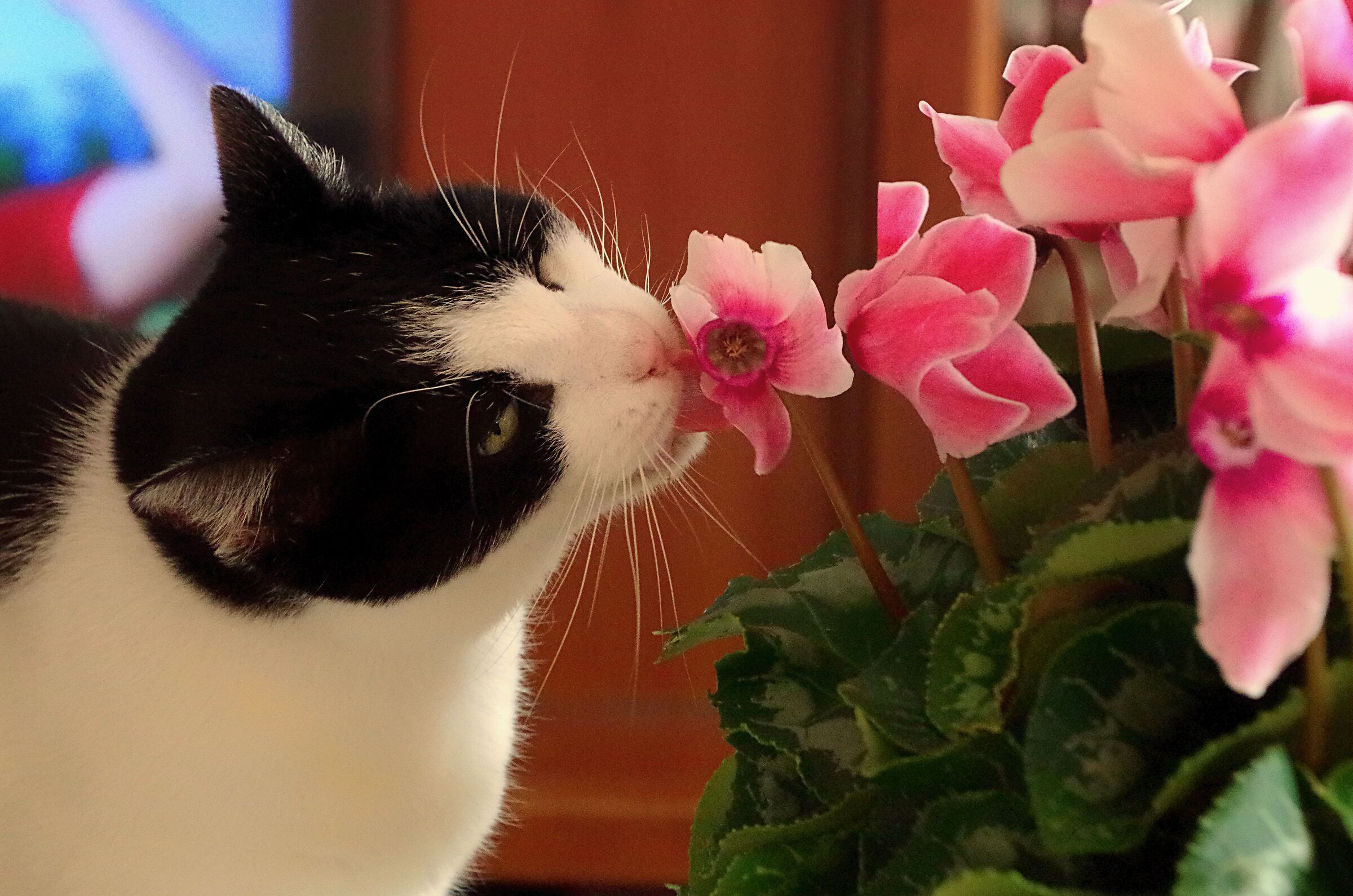 Indy , the cat who loved flowers ...