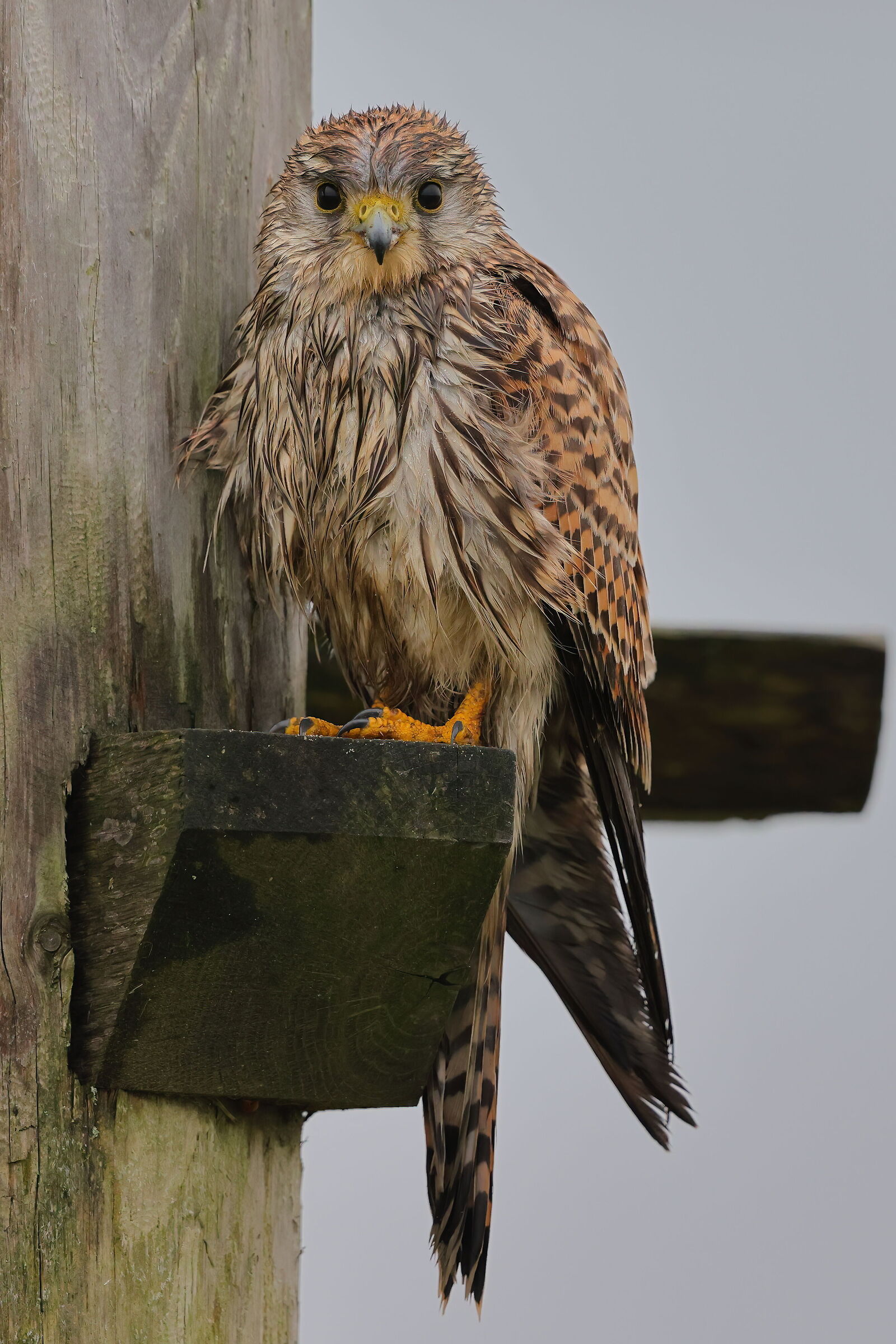 more 'humid than that' you can't' ...