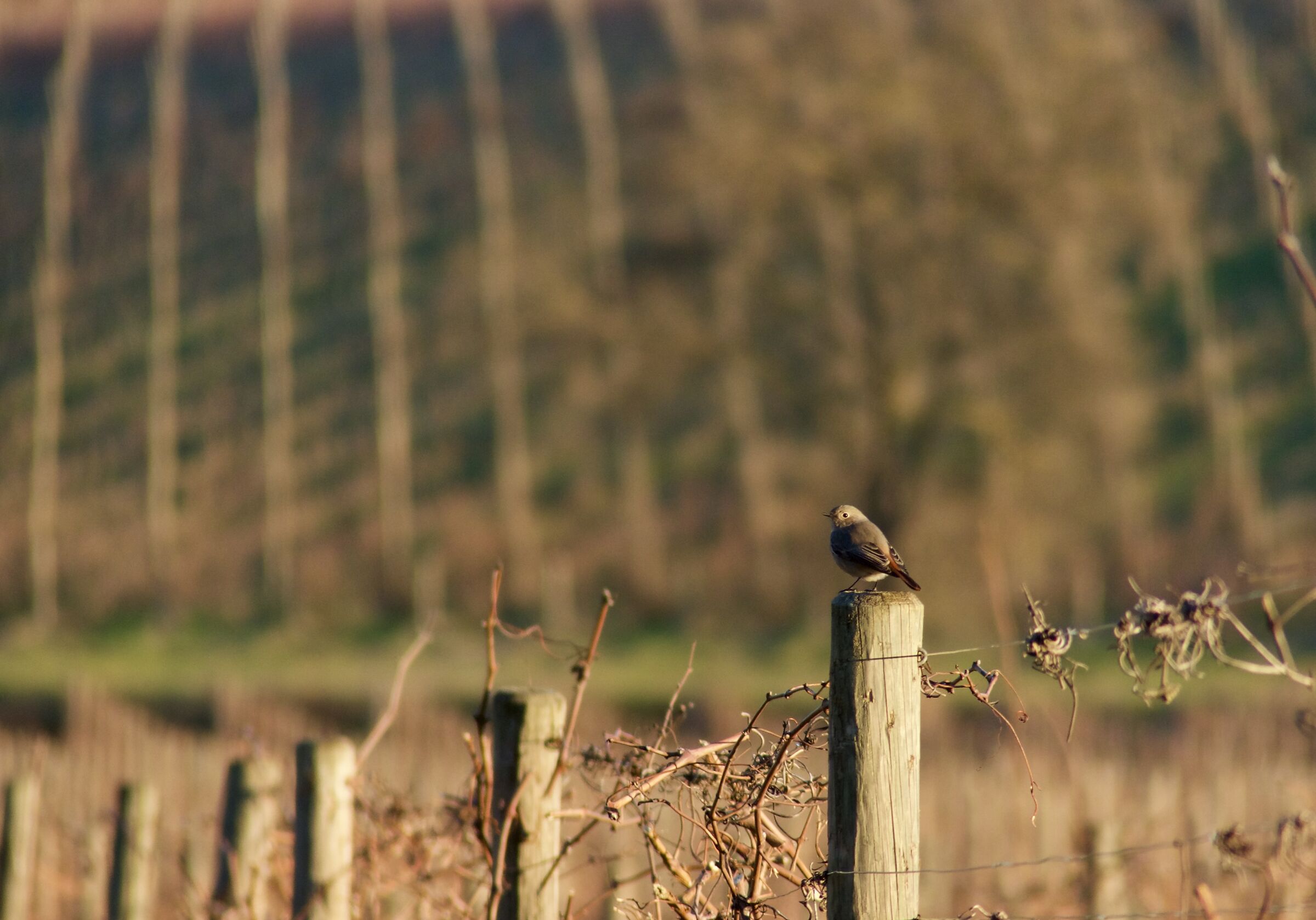 in the vineyard at sunset
