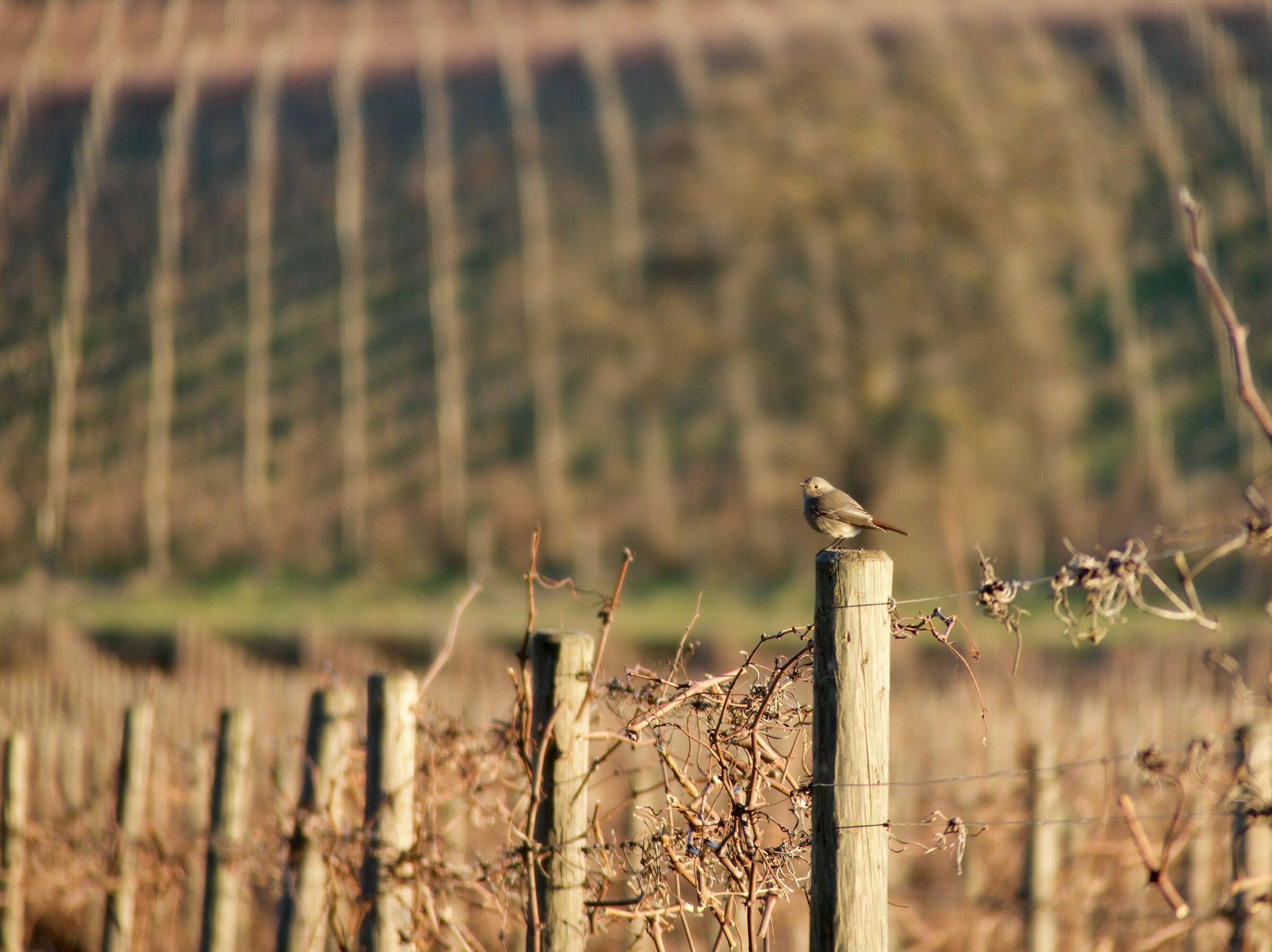 in the vineyard at sunset