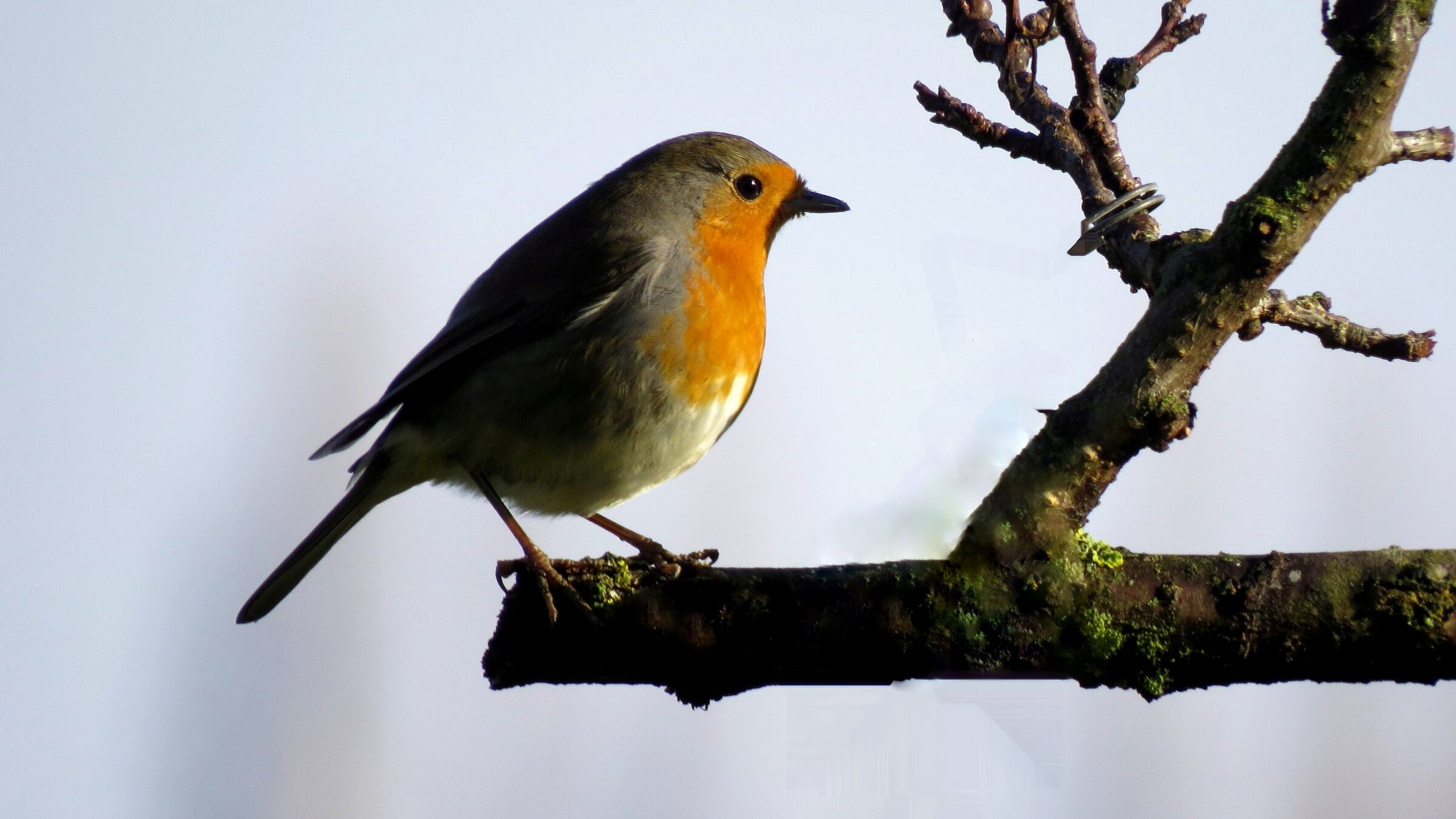 Robin