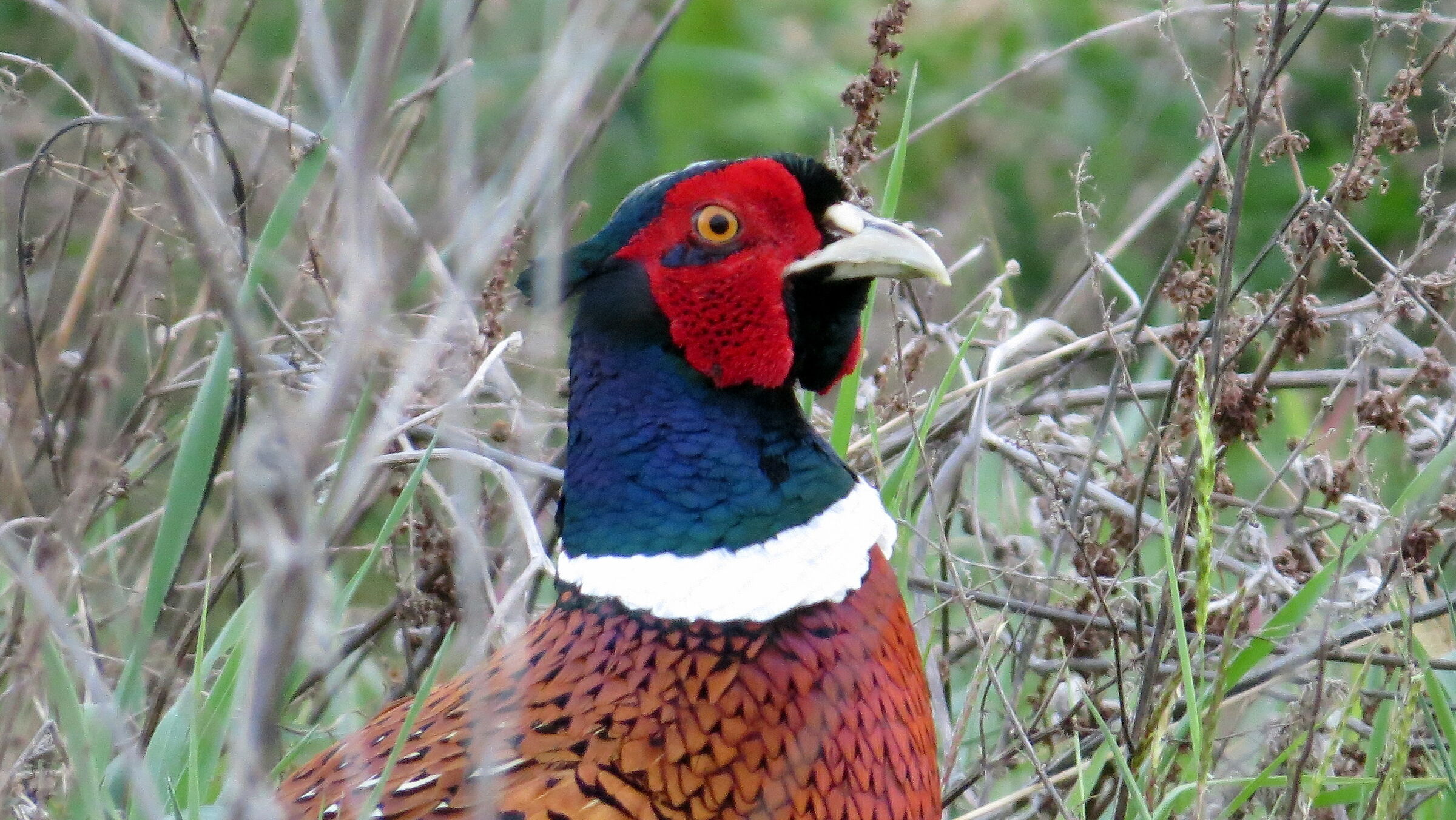 Pheasant