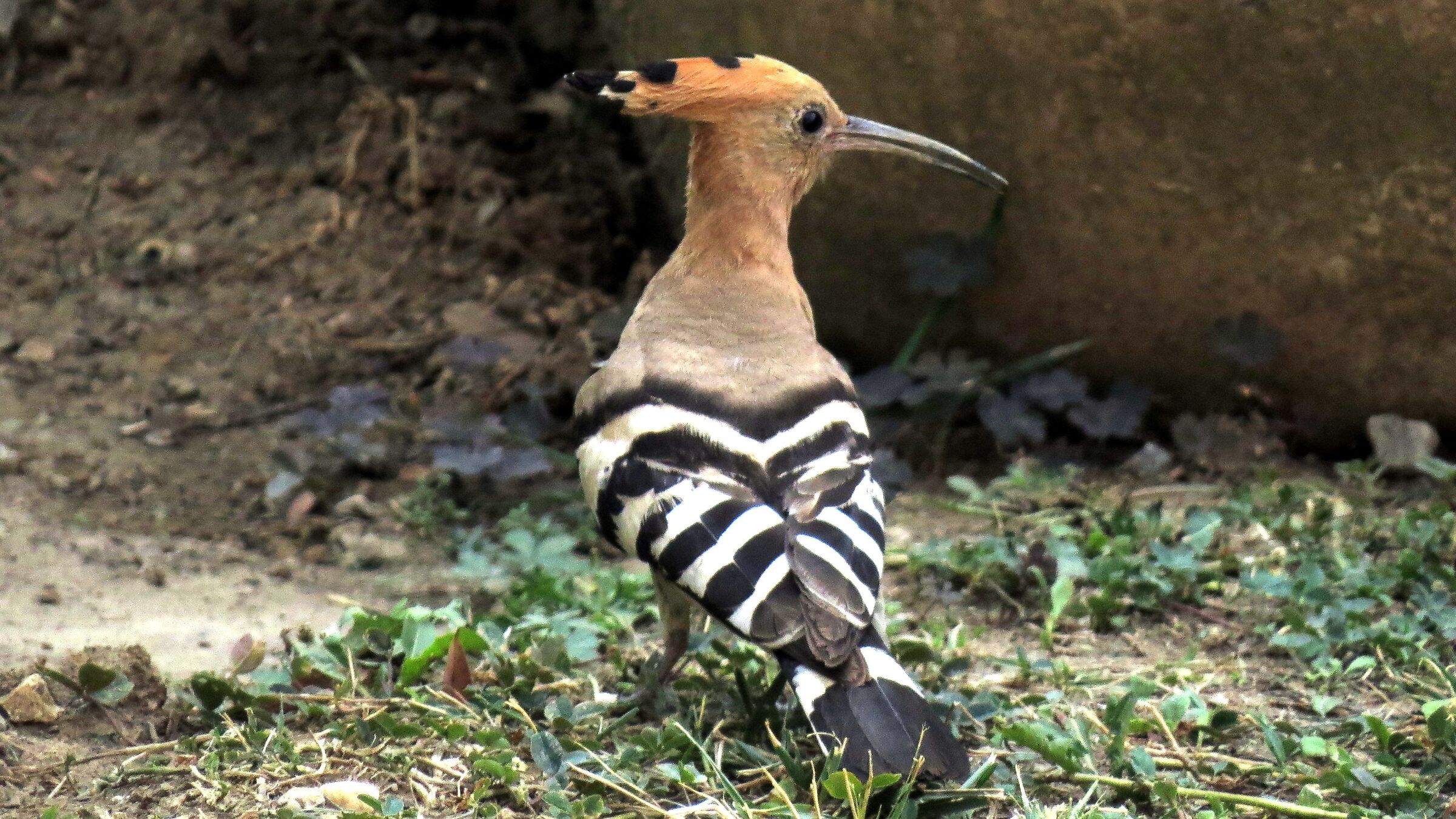 Hoopoe