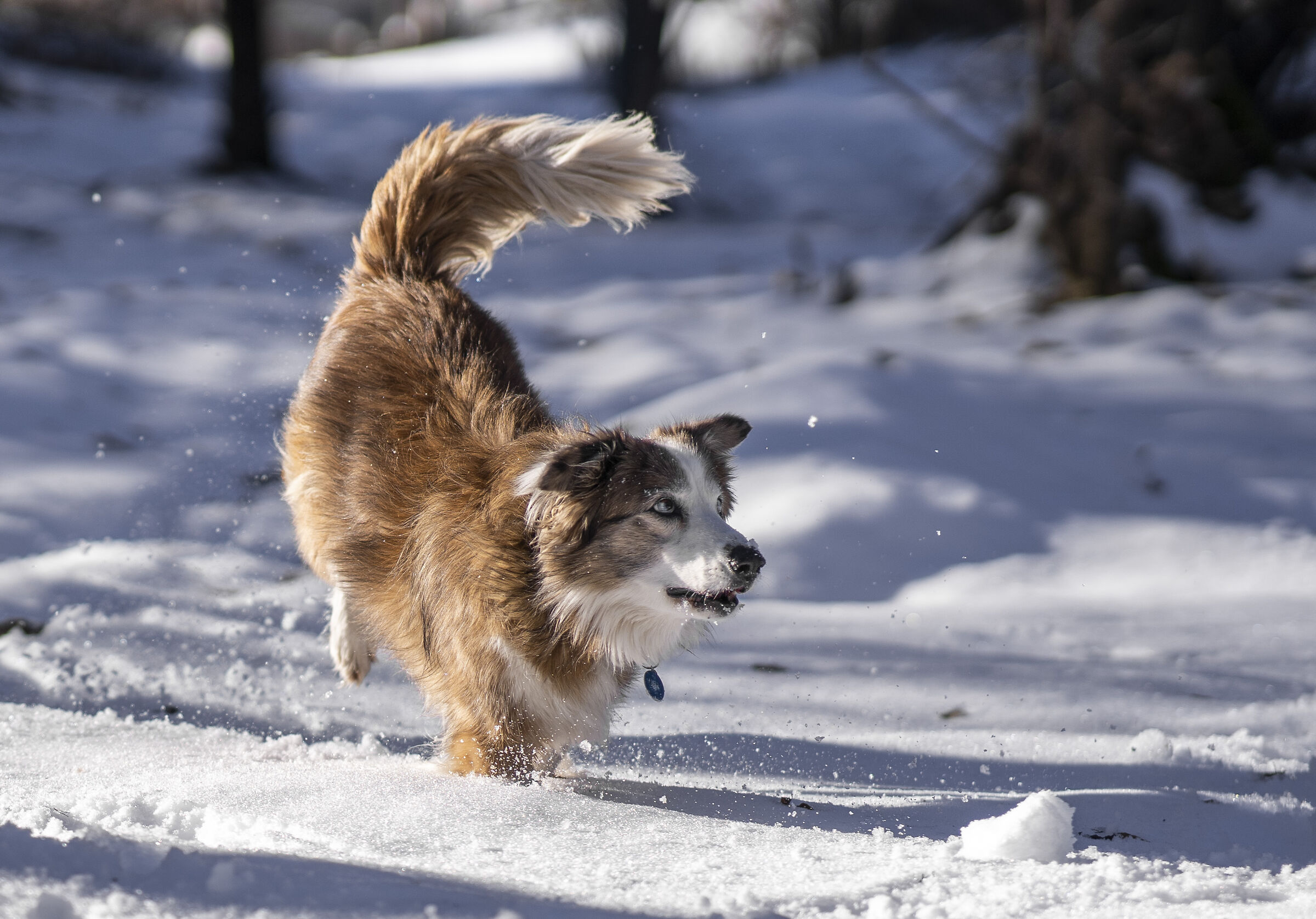 Happiness in the snow