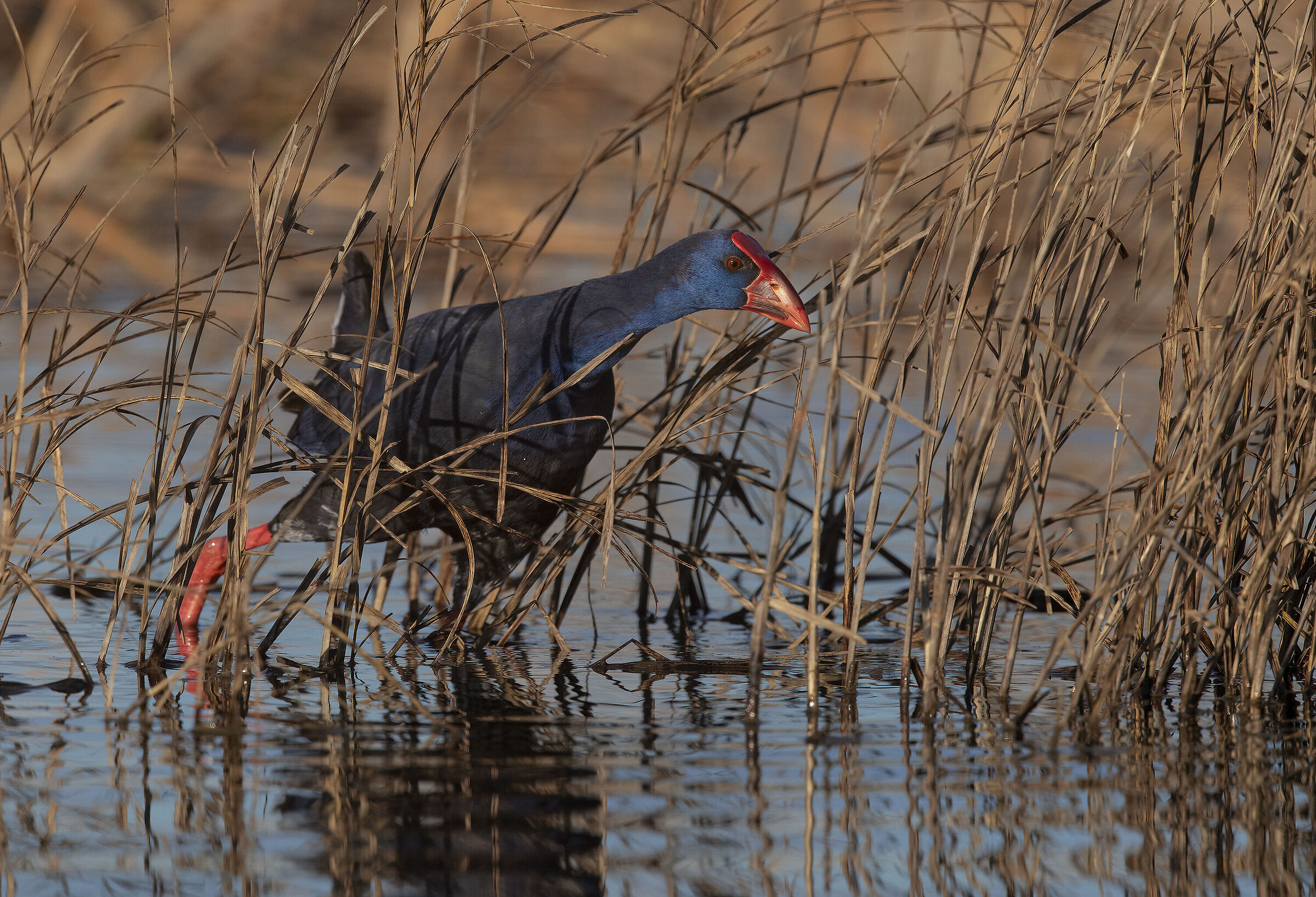 pollo sultano(porphirio porphirio)