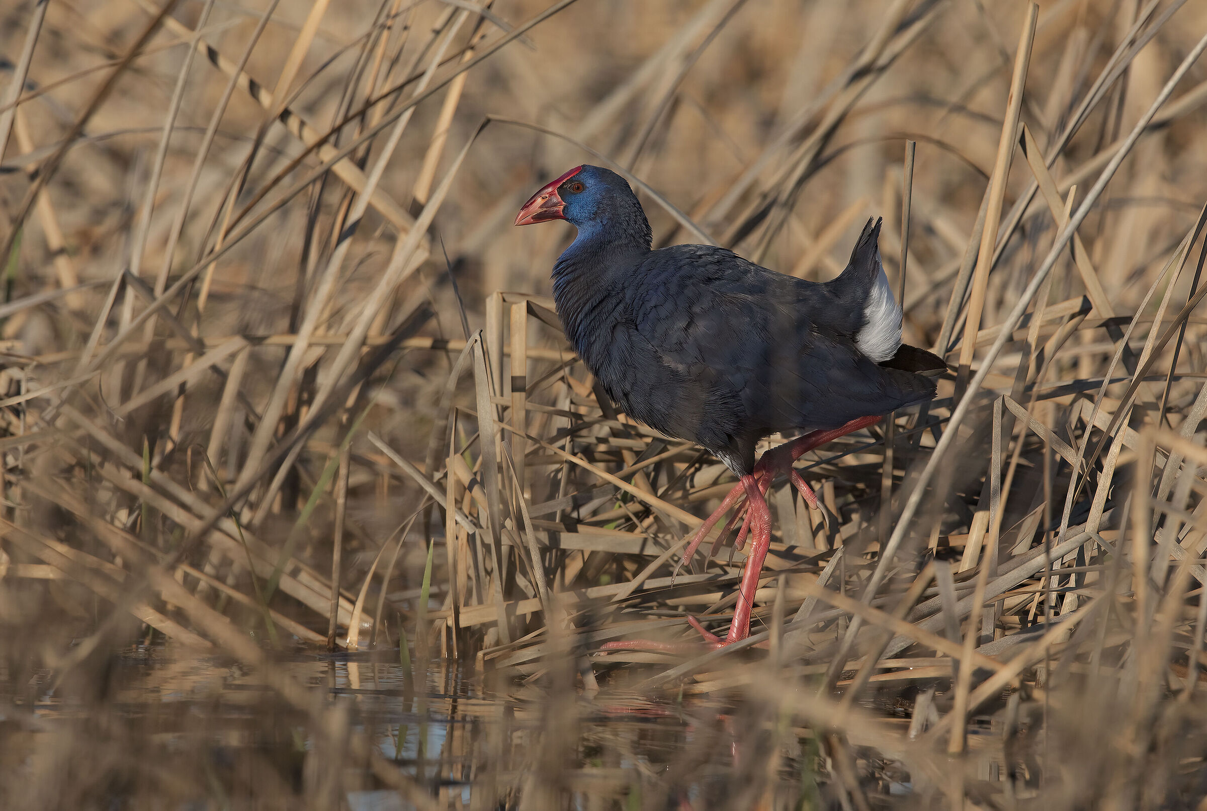 pollo sultano (porphyrio porphyrio)