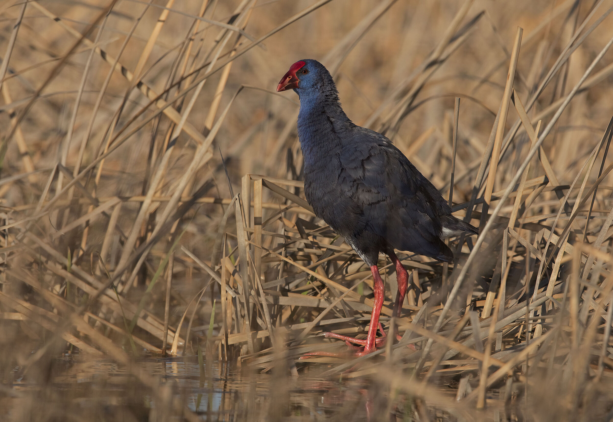 pollo sultano (porphyrio porphyrio)