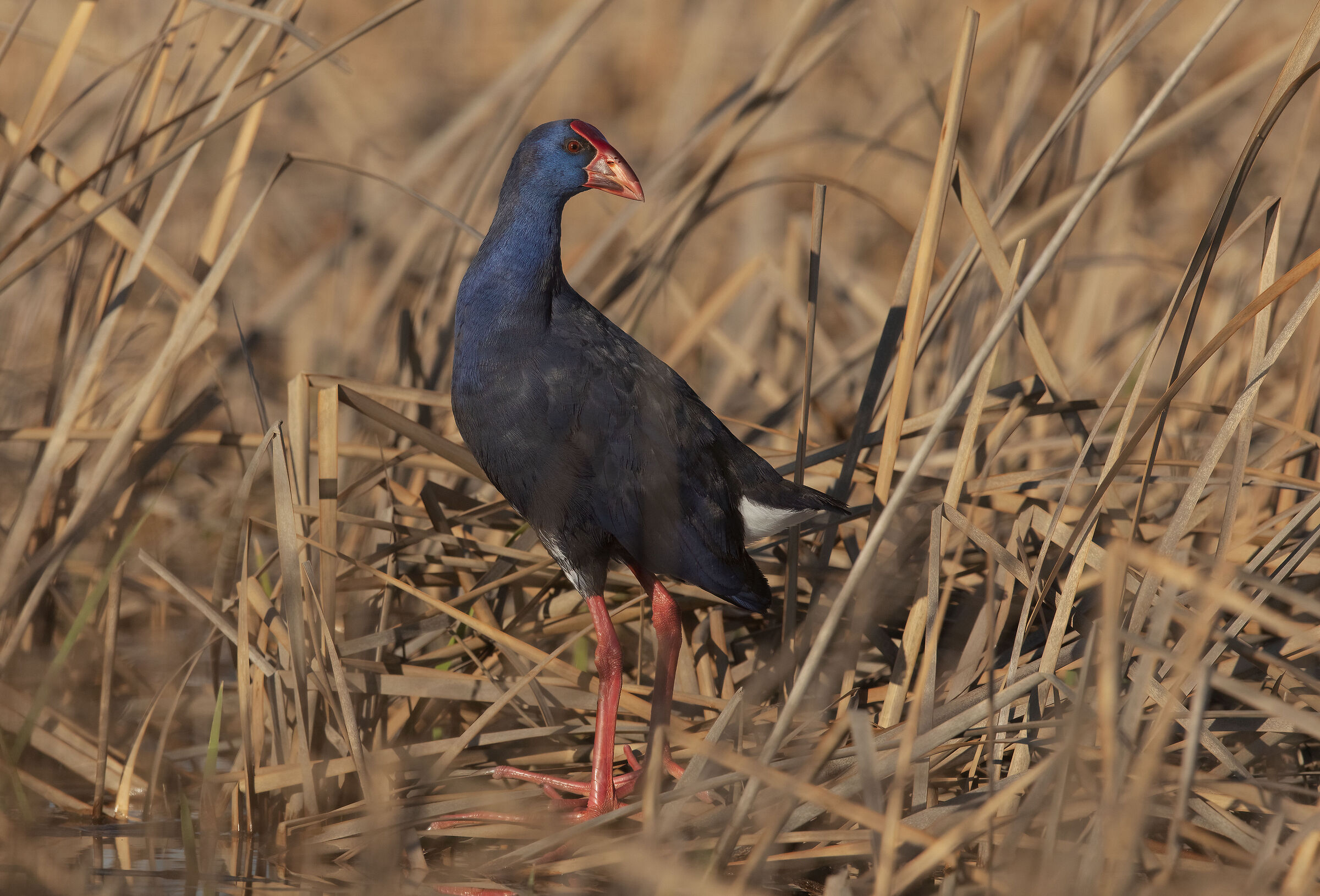 pollo sultano (porphyrio porphyrio)