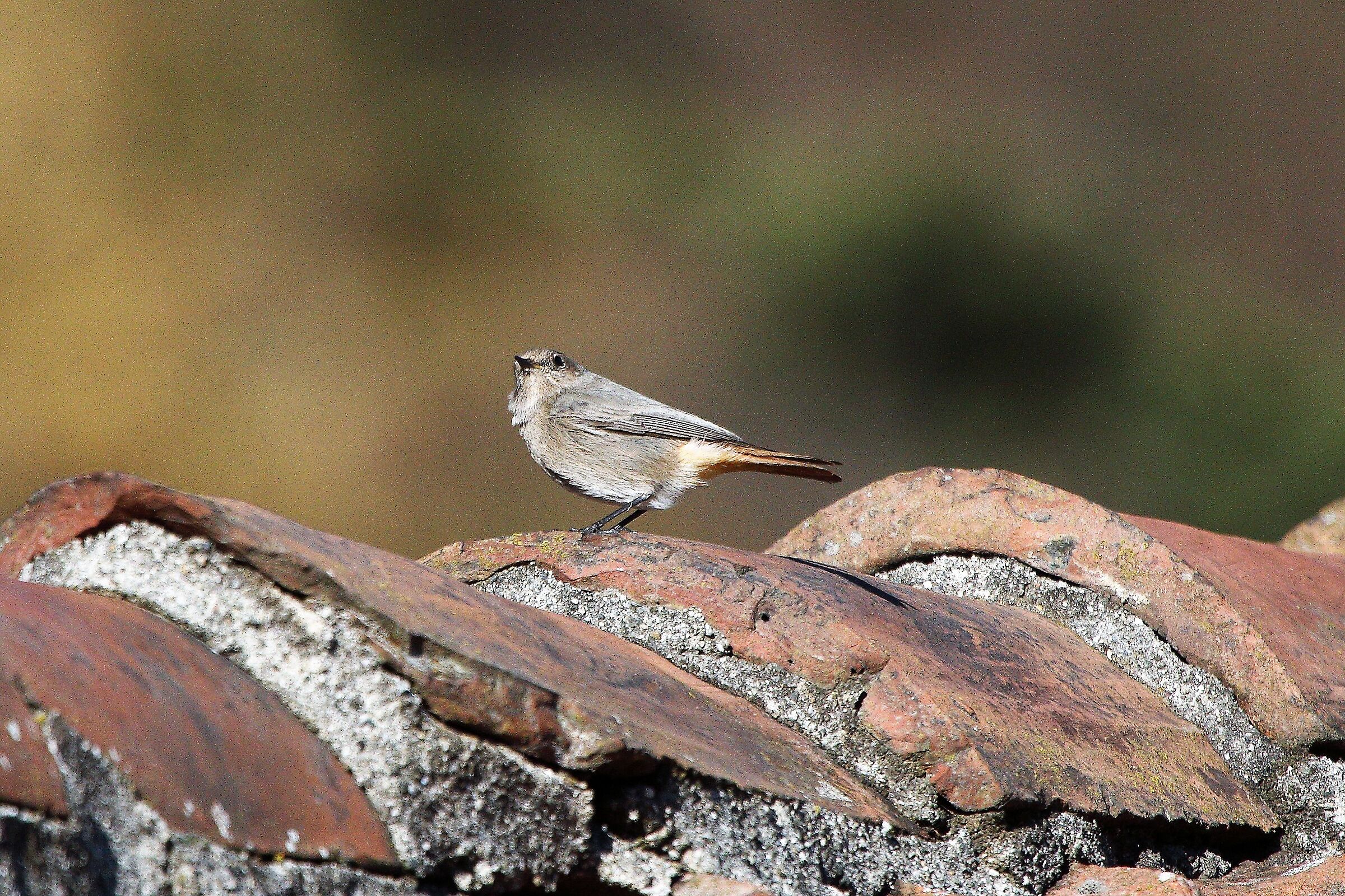 Redstart