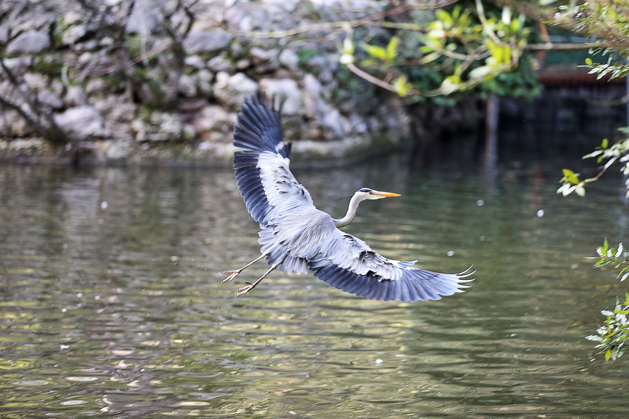 Heron in flight