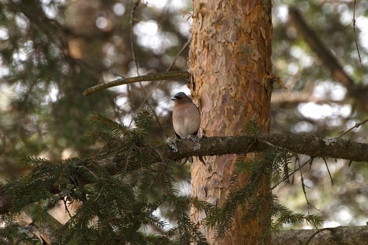 Fringilla coelebs (fringuello)