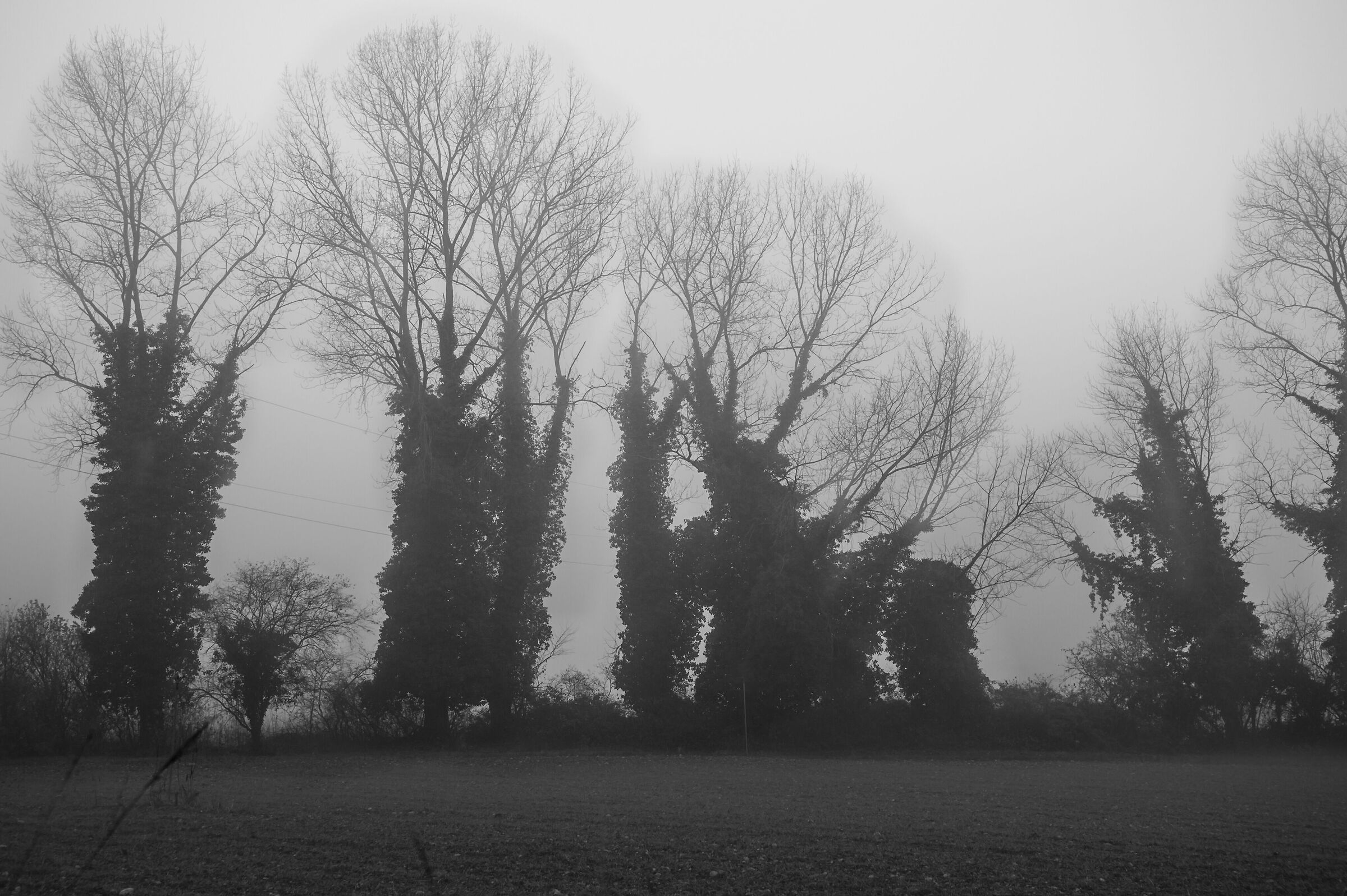 sopraffatti dai rampicanti