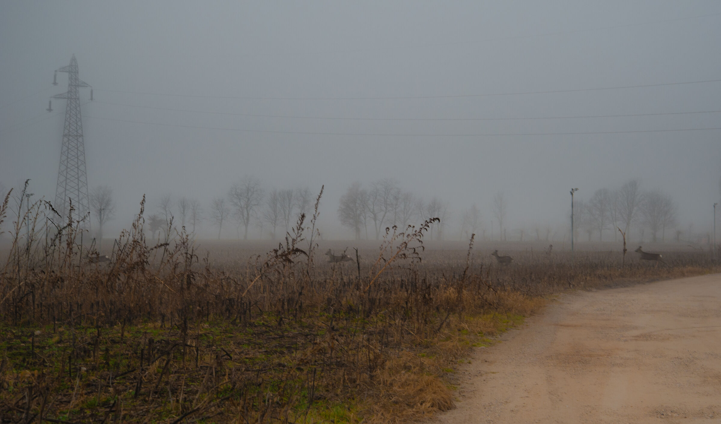 rincorrersi nella nebbia