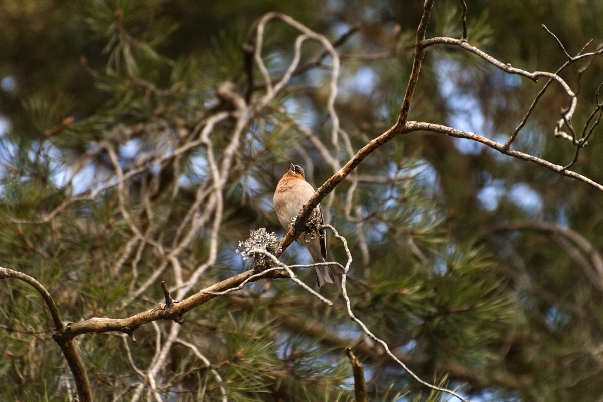 Fringilla coelebs (fringuello)