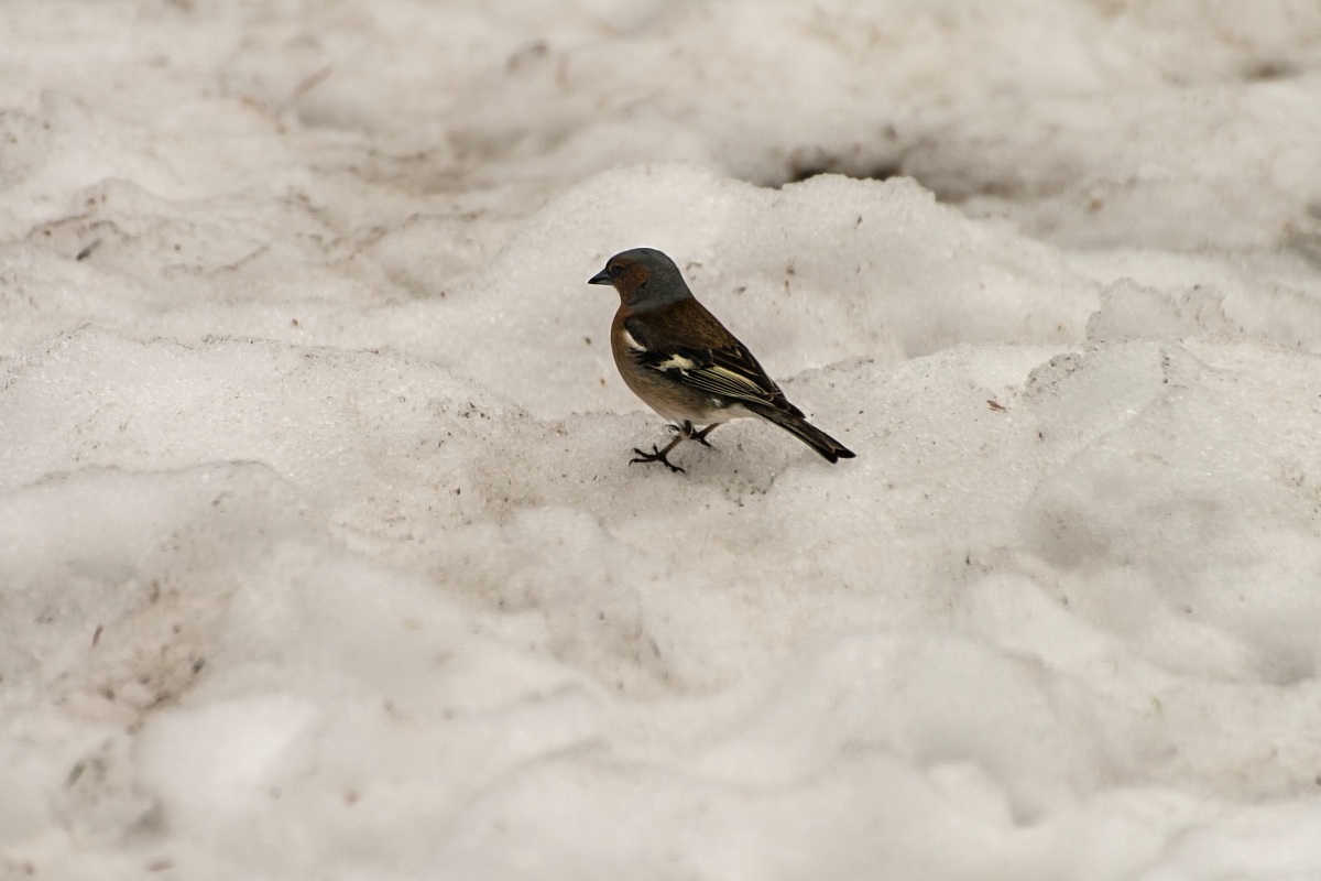 Fringilla coelebs (fringuello)