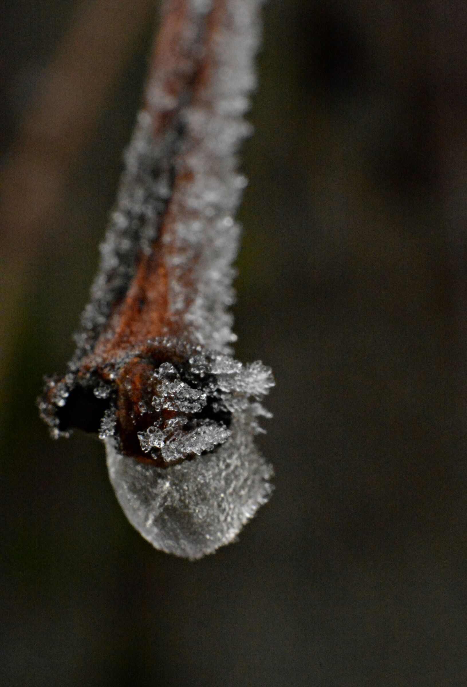 Goccia di ghiaccio su rametto di rose