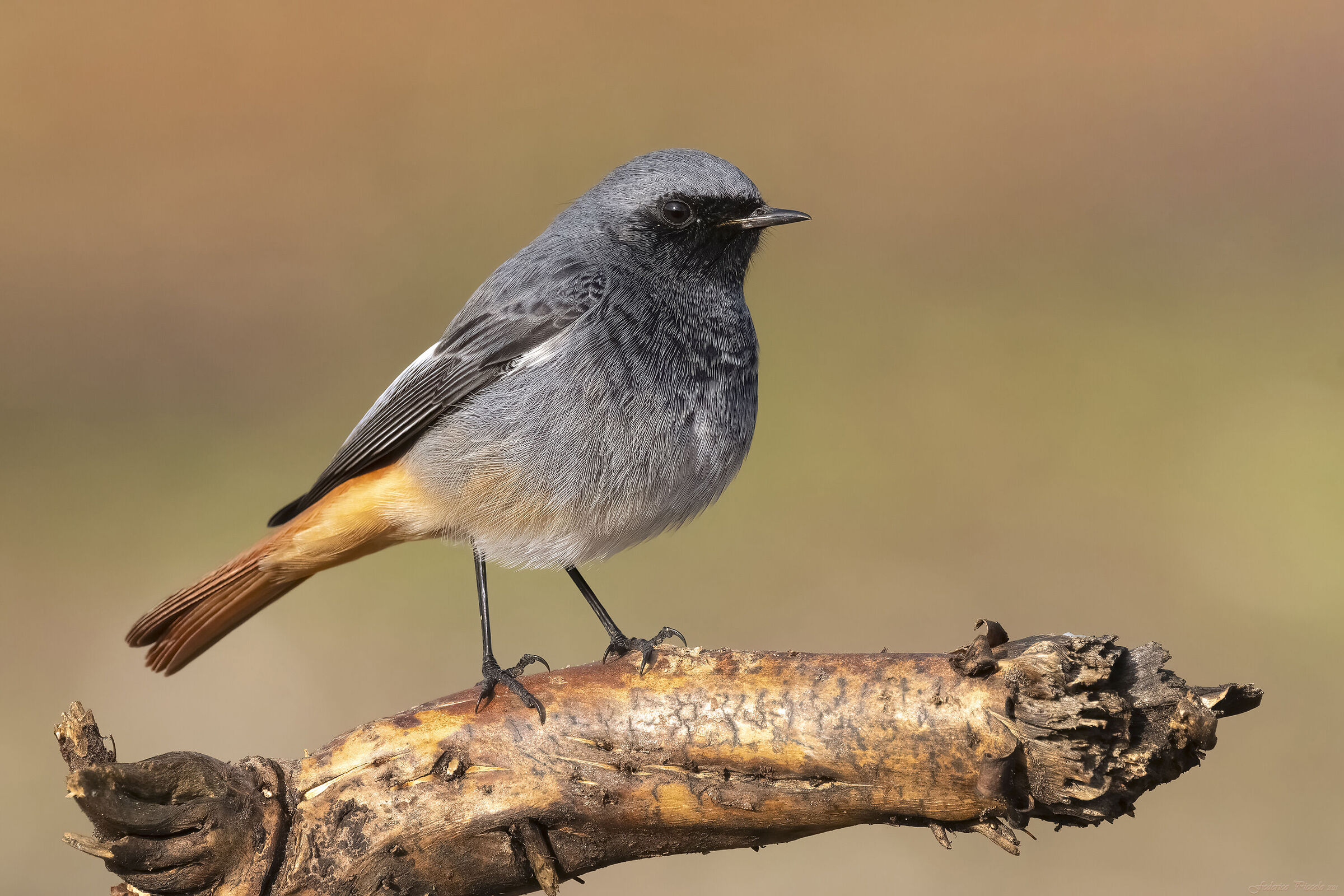 Codirosso spazzacamino
