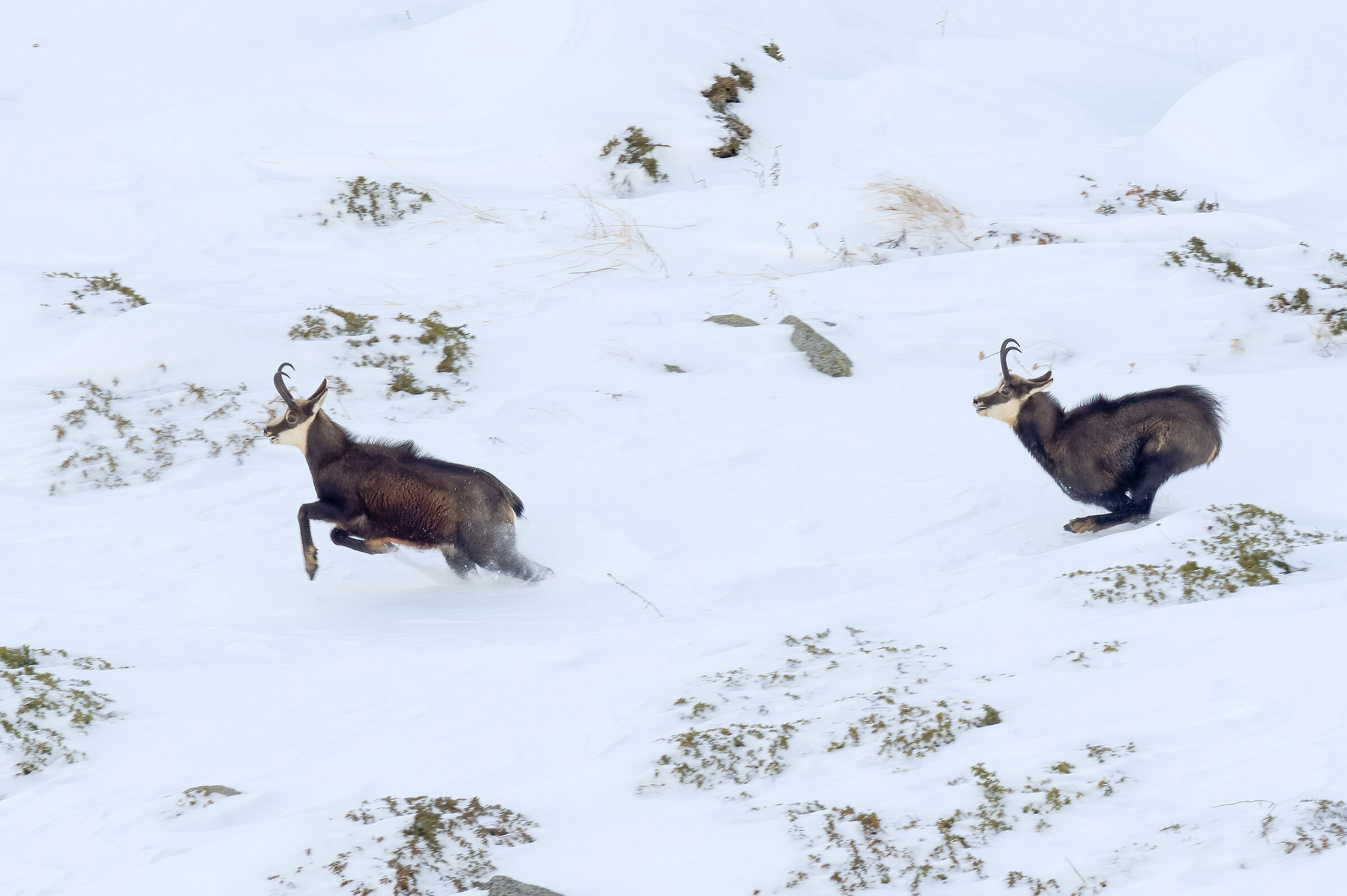 Running chamois