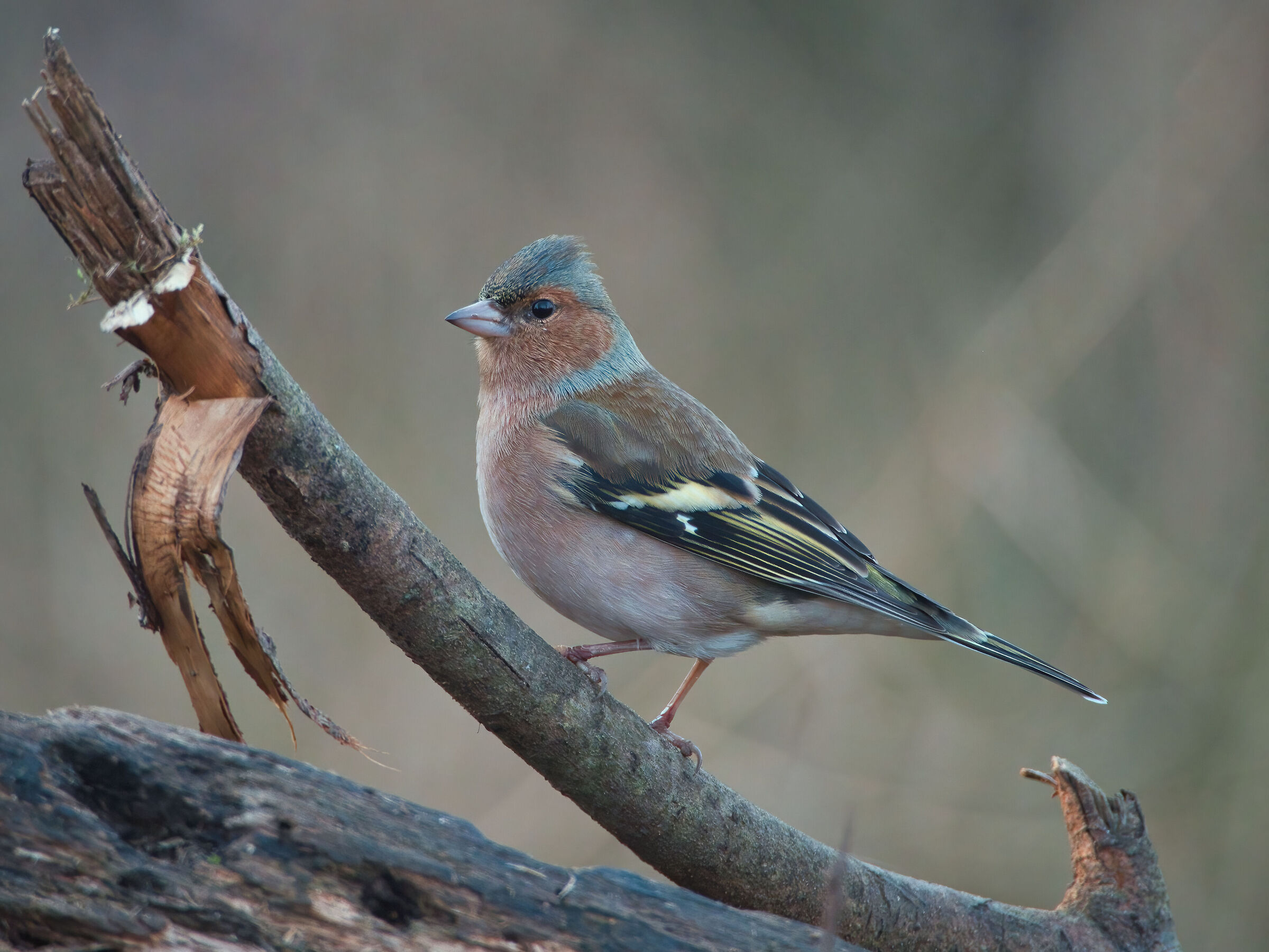 Chaffinch