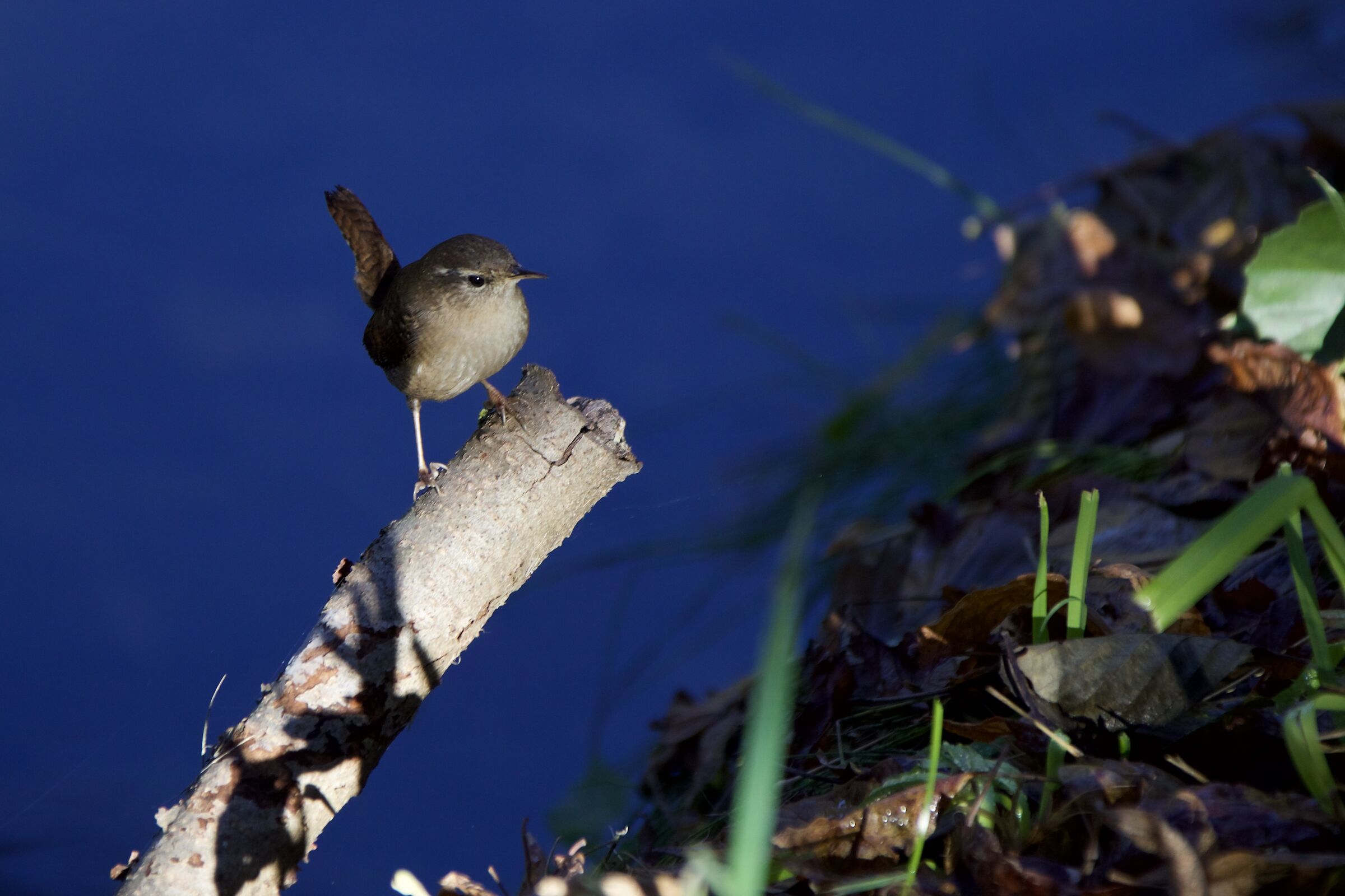wren