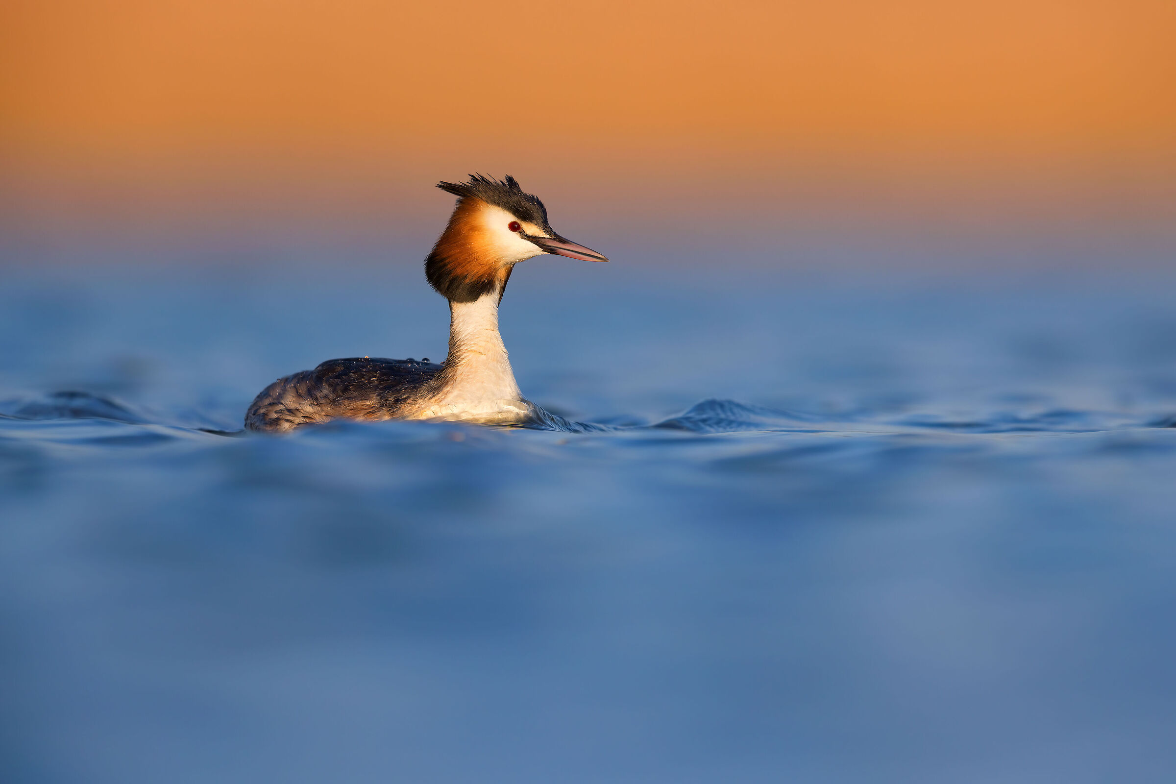 Grebe