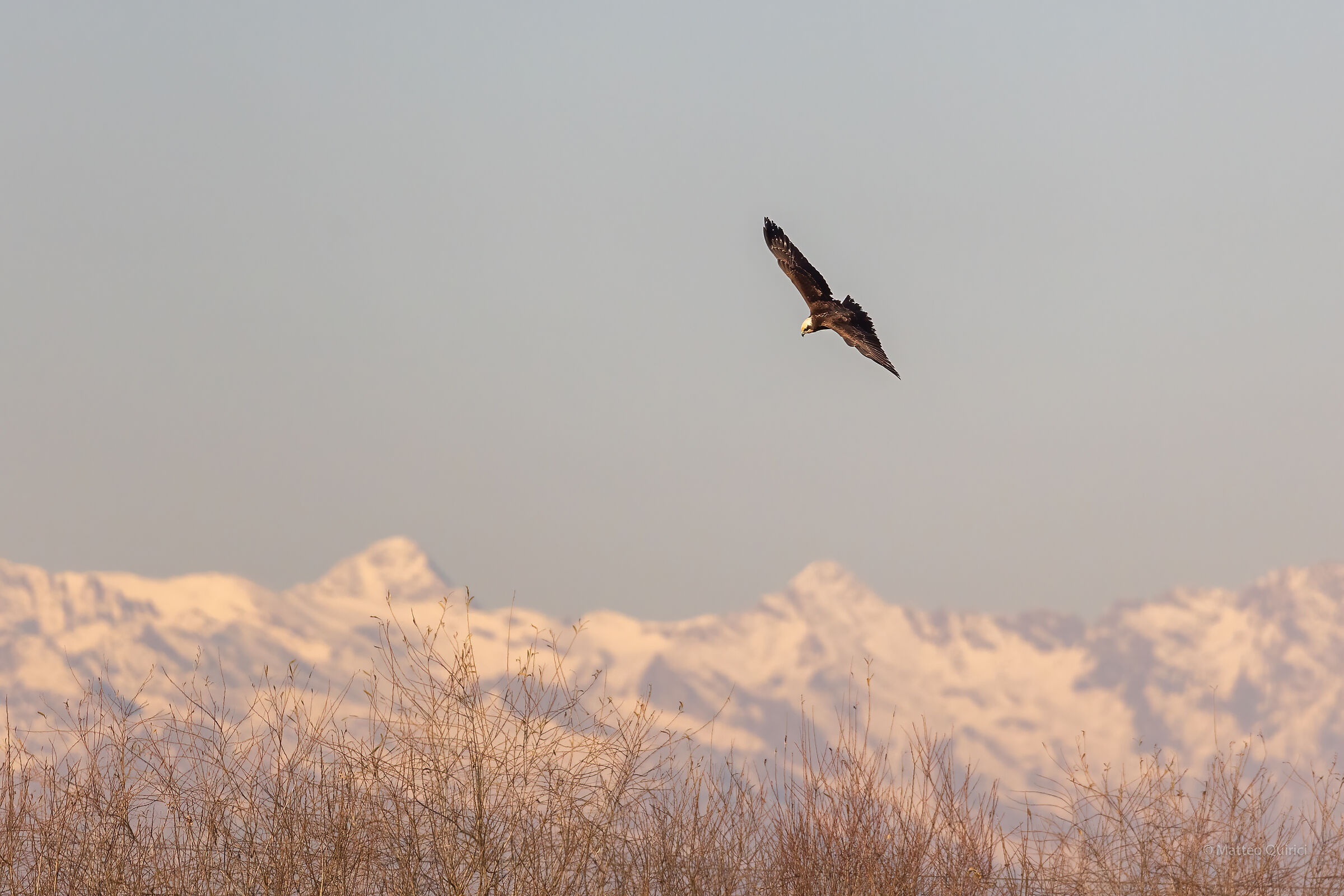 Marsh falcon