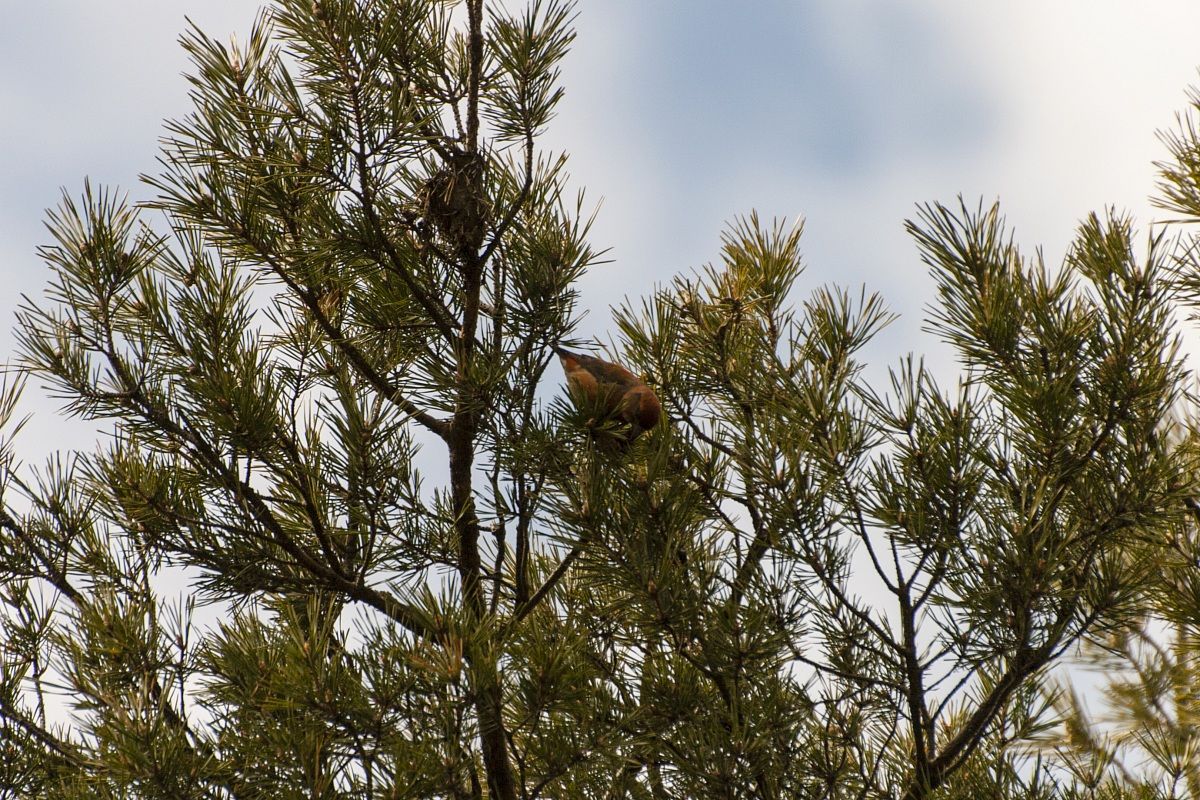 Loxia curvirostra (crociere M)